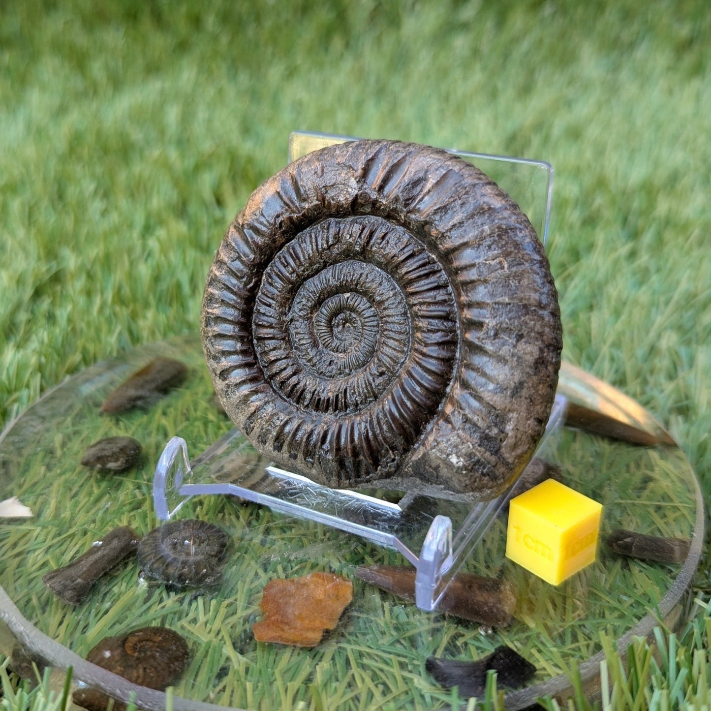 Dactylioceras ammonite North Yorkshire fossils - North Yorkshire Fossils