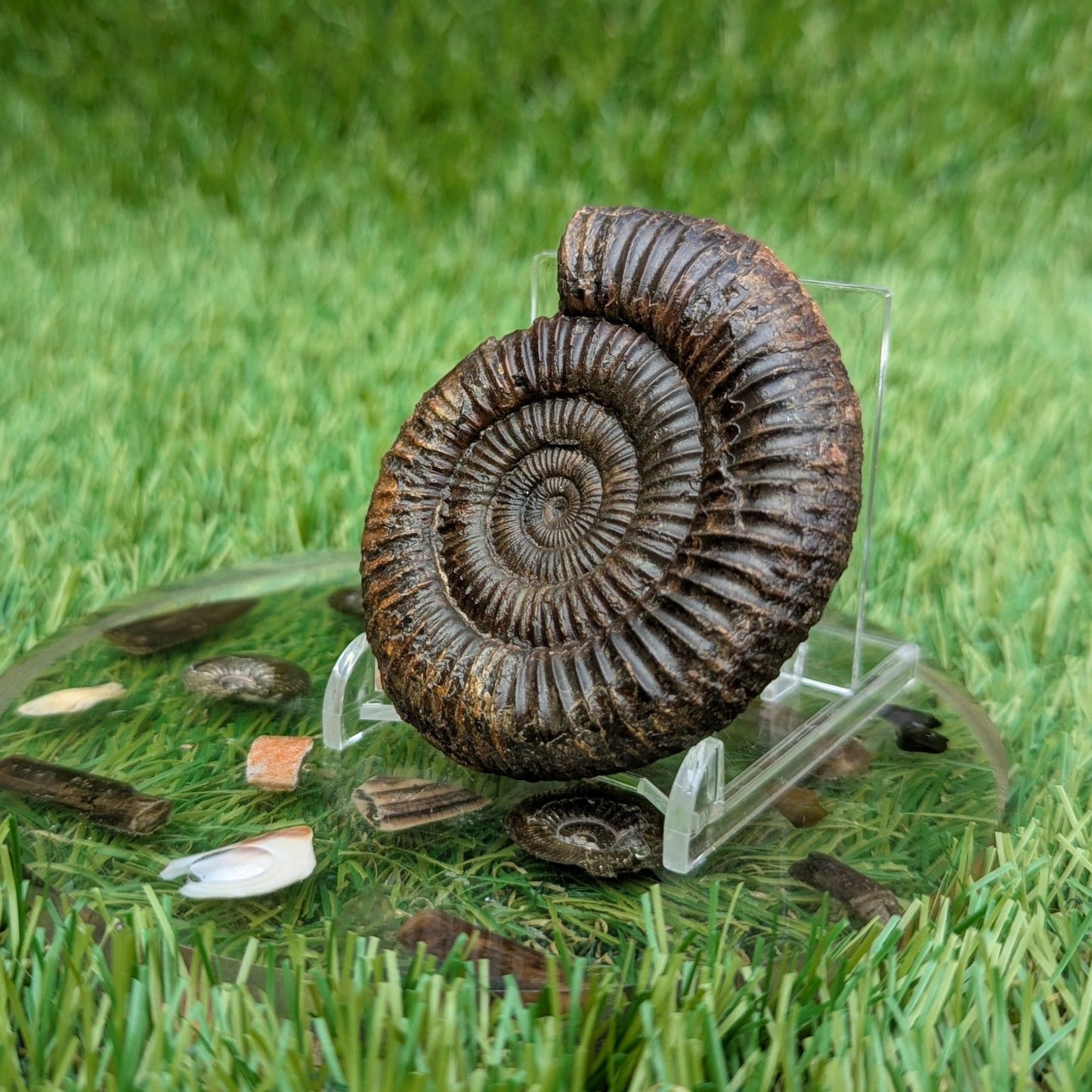 Dactylioceras ammonite North Yorkshire fossils - North Yorkshire Fossils