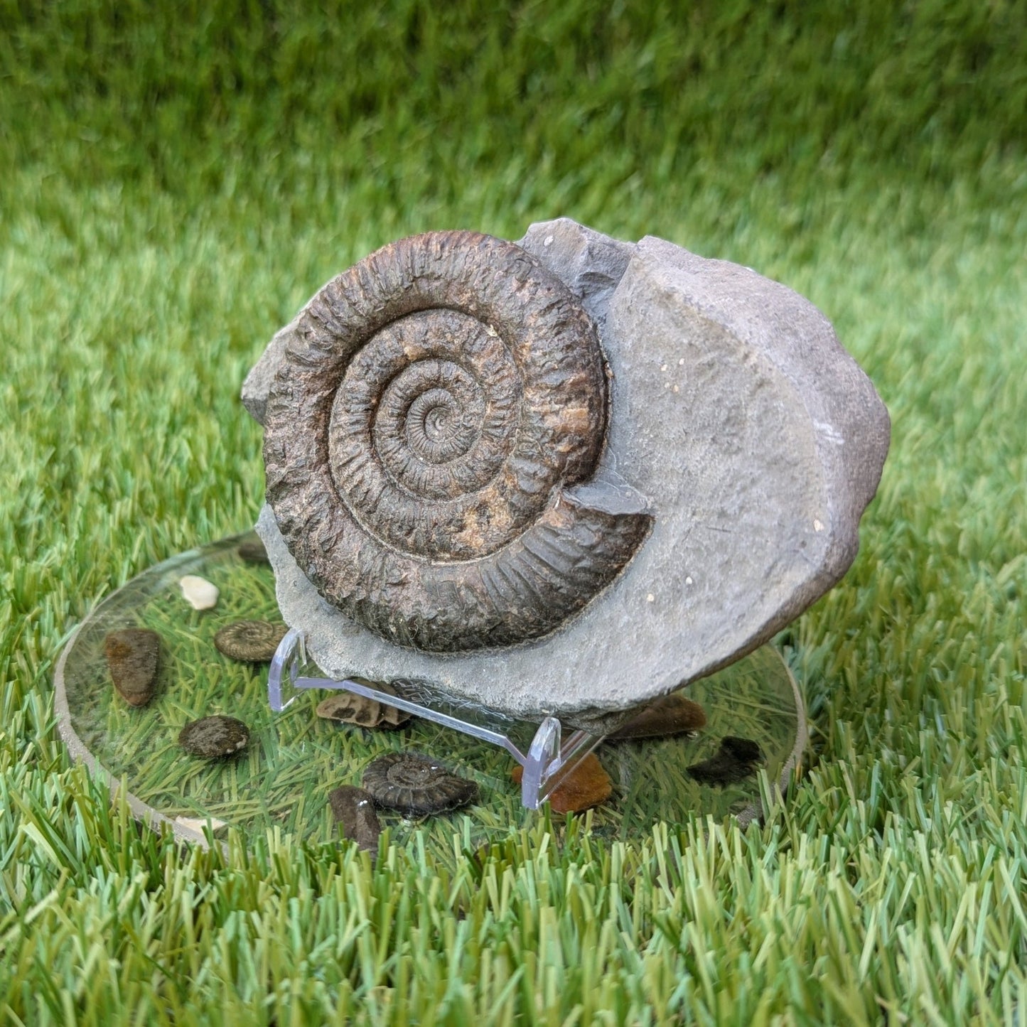 Dactylioceras ammonite North Yorkshire fossils - North Yorkshire Fossils