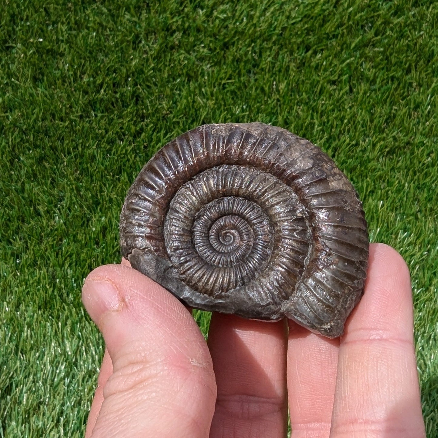 Dactylioceras ammonite North Yorkshire fossils - North Yorkshire Fossils
