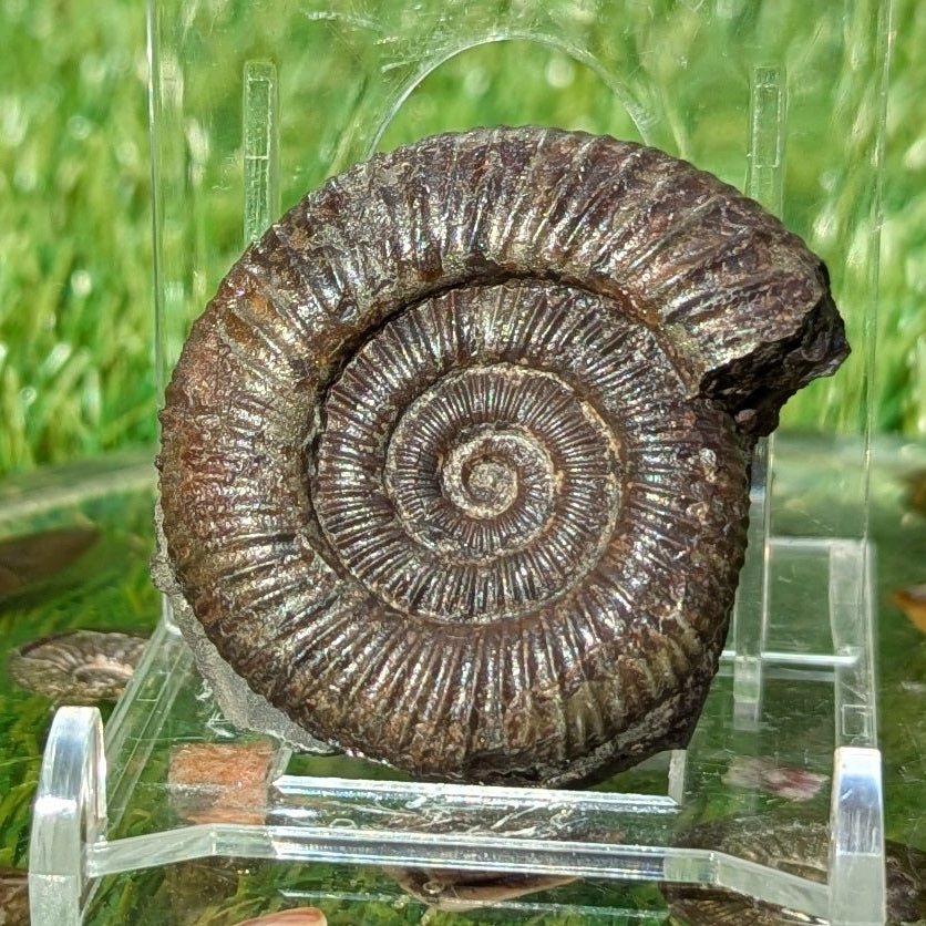 Dactylioceras ammonite North Yorkshire fossils - North Yorkshire Fossils