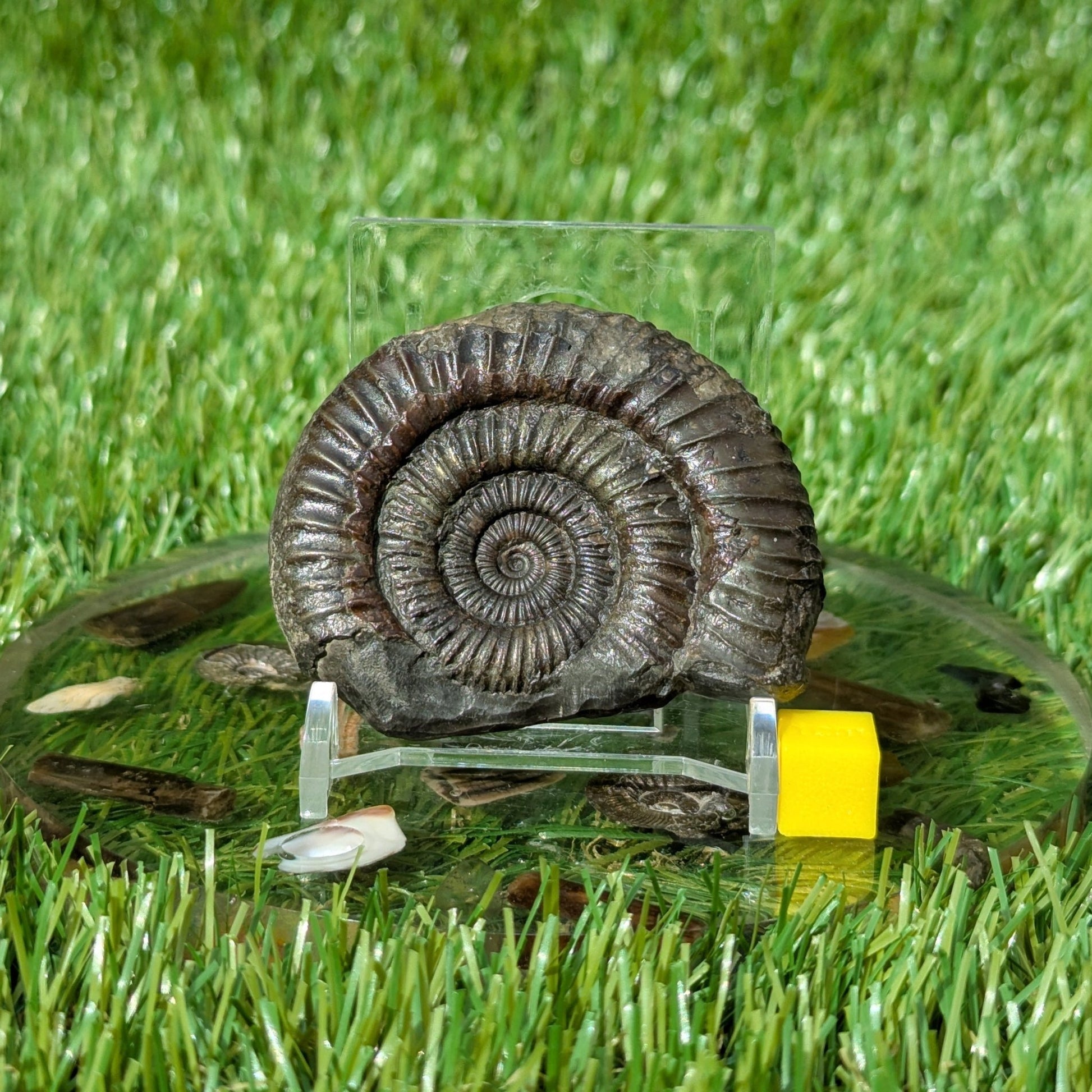 Dactylioceras ammonite North Yorkshire fossils - North Yorkshire Fossils