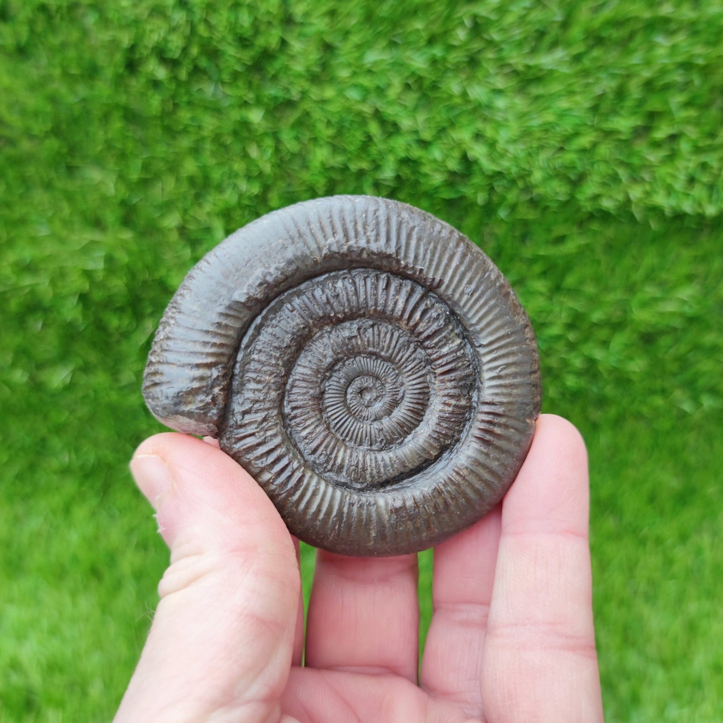 Dactylioceras ammonite North Yorkshire fossils - North Yorkshire Fossils