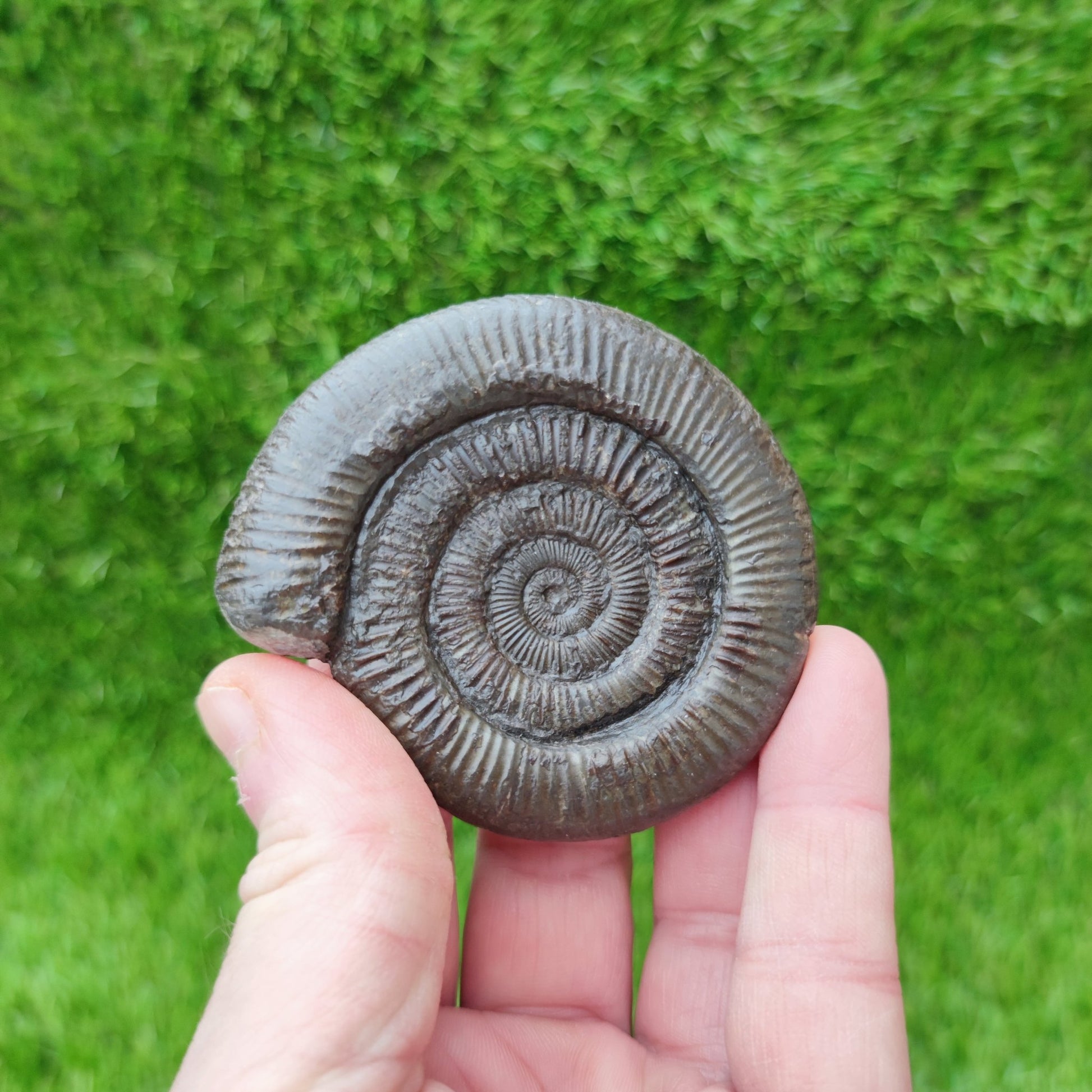 Dactylioceras ammonite North Yorkshire fossils - North Yorkshire Fossils