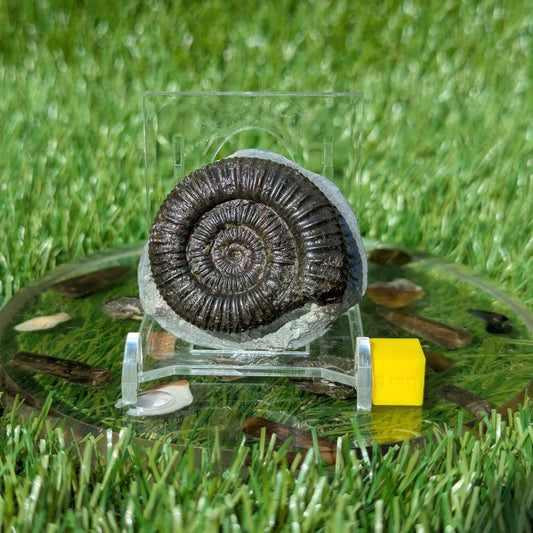 Dactylioceras ammonite North Yorkshire fossils - North Yorkshire Fossils