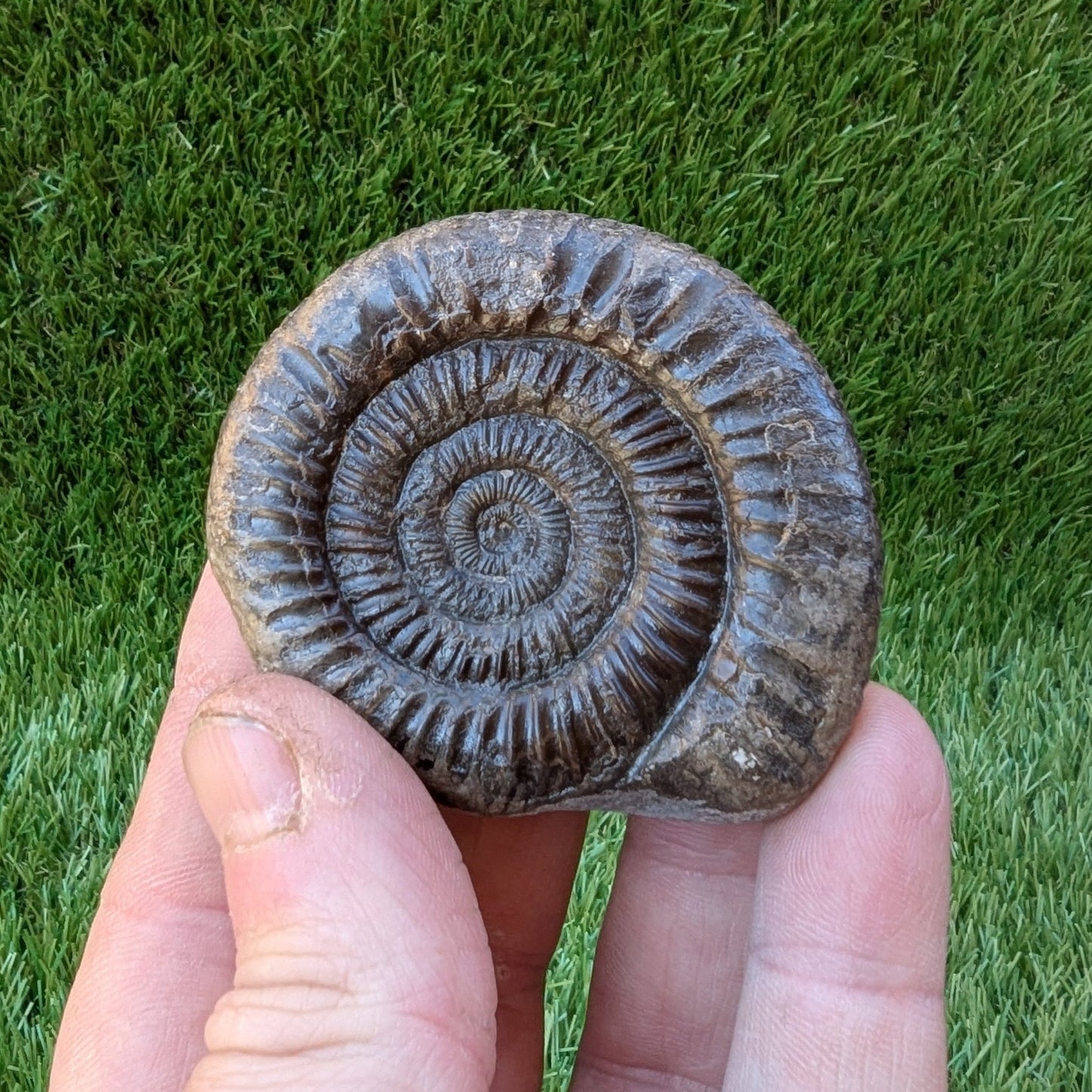 Dactylioceras ammonite North Yorkshire fossils - North Yorkshire Fossils