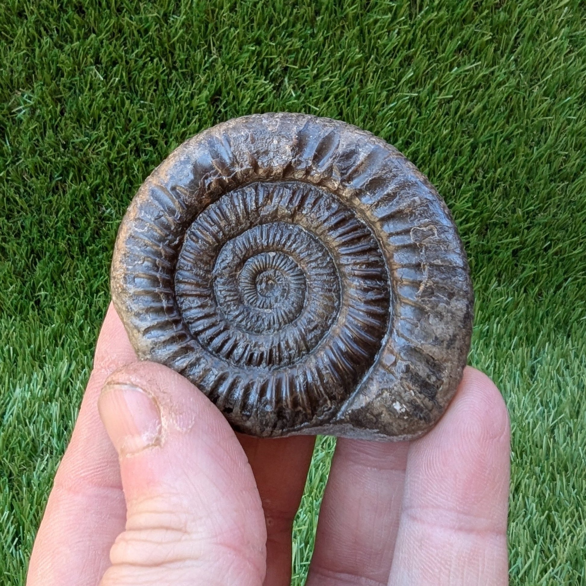 Dactylioceras ammonite North Yorkshire fossils - North Yorkshire Fossils