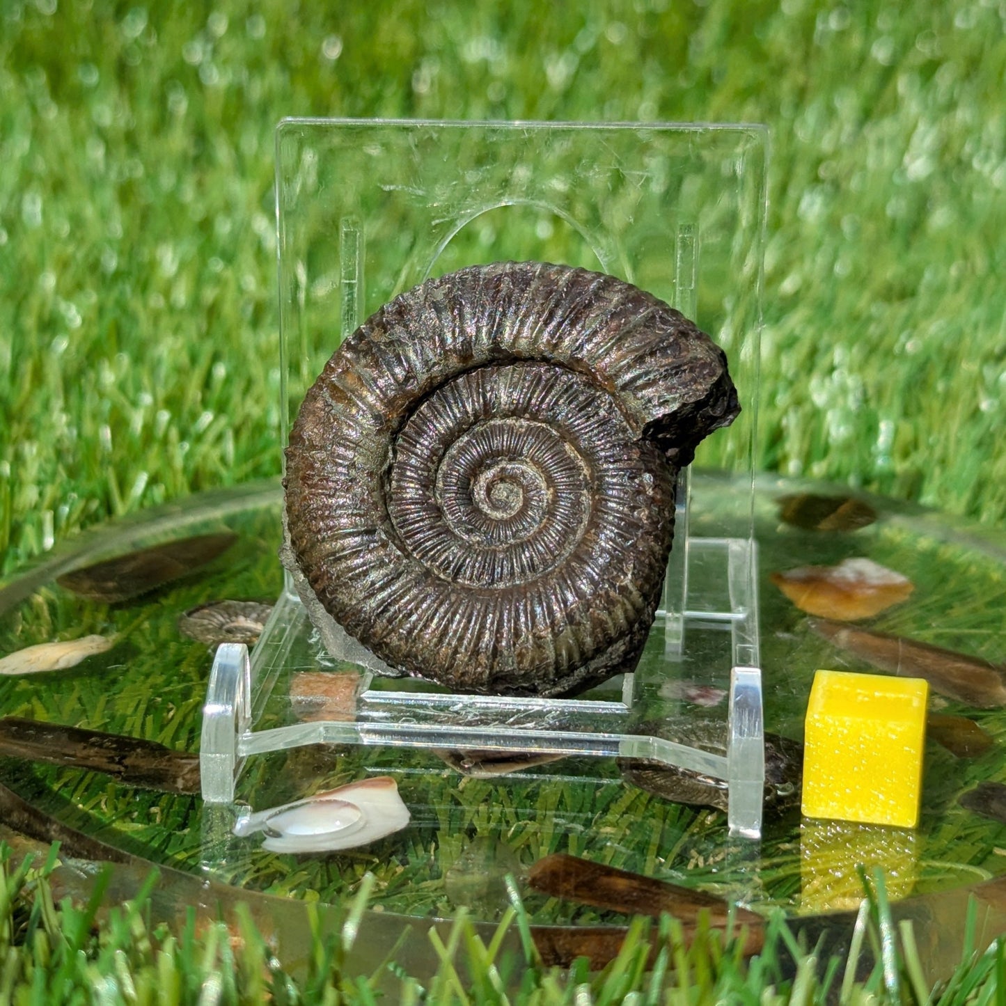 Dactylioceras ammonite North Yorkshire fossils - North Yorkshire Fossils