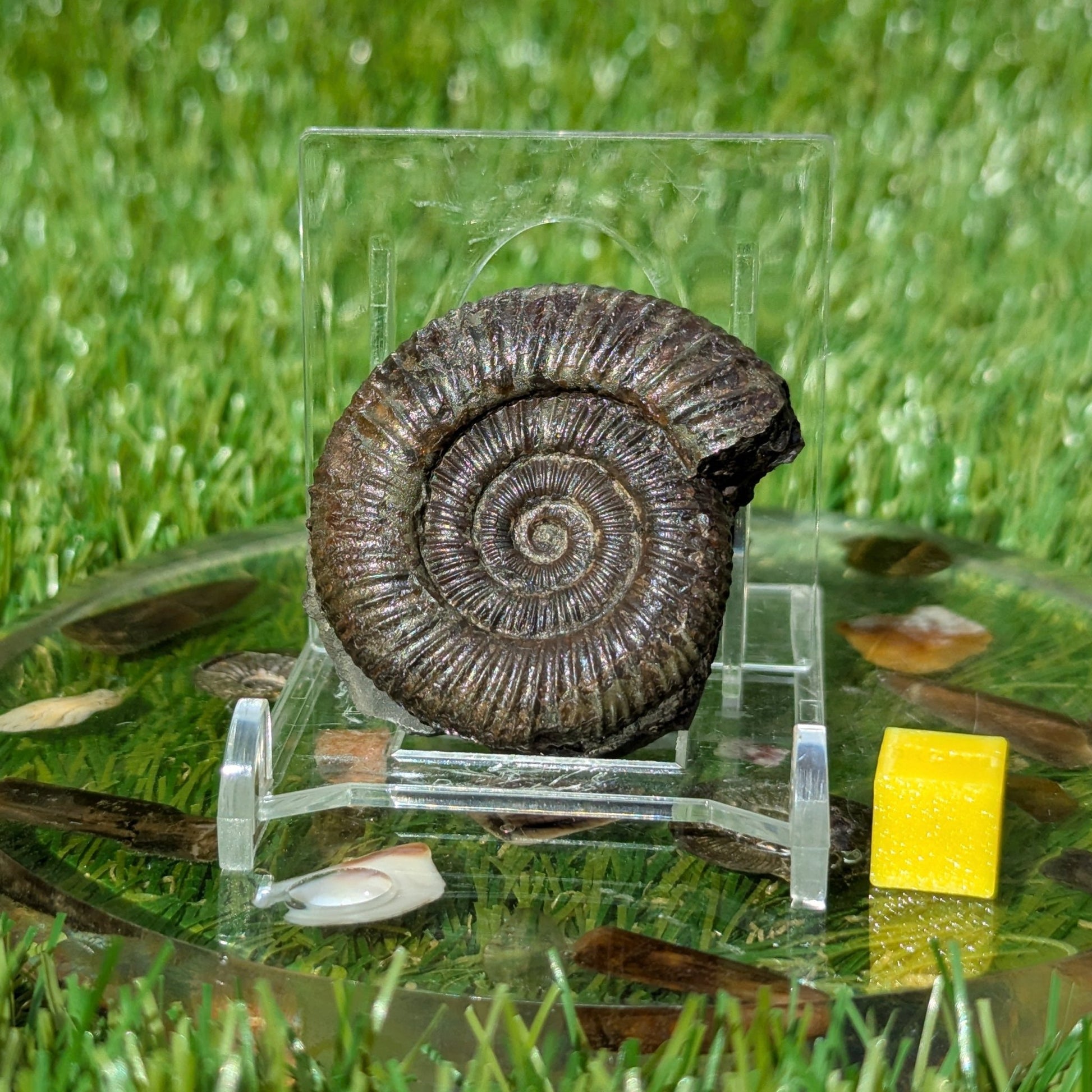 Dactylioceras ammonite North Yorkshire fossils - North Yorkshire Fossils