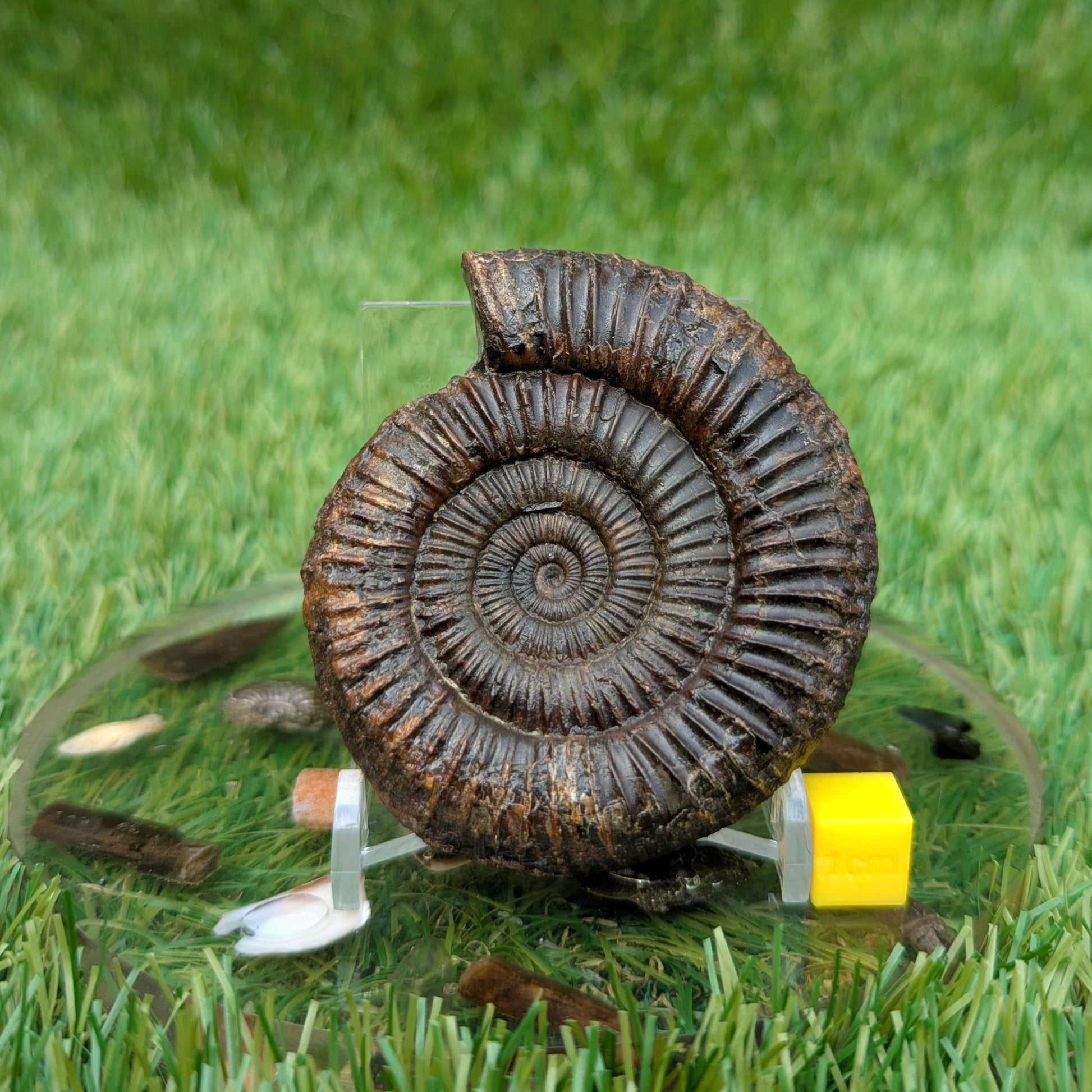 Dactylioceras ammonite North Yorkshire fossils - North Yorkshire Fossils