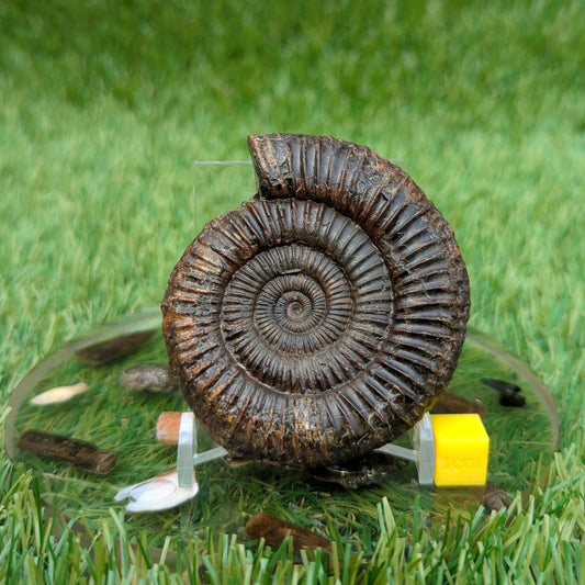 Dactylioceras ammonite North Yorkshire fossils - North Yorkshire Fossils