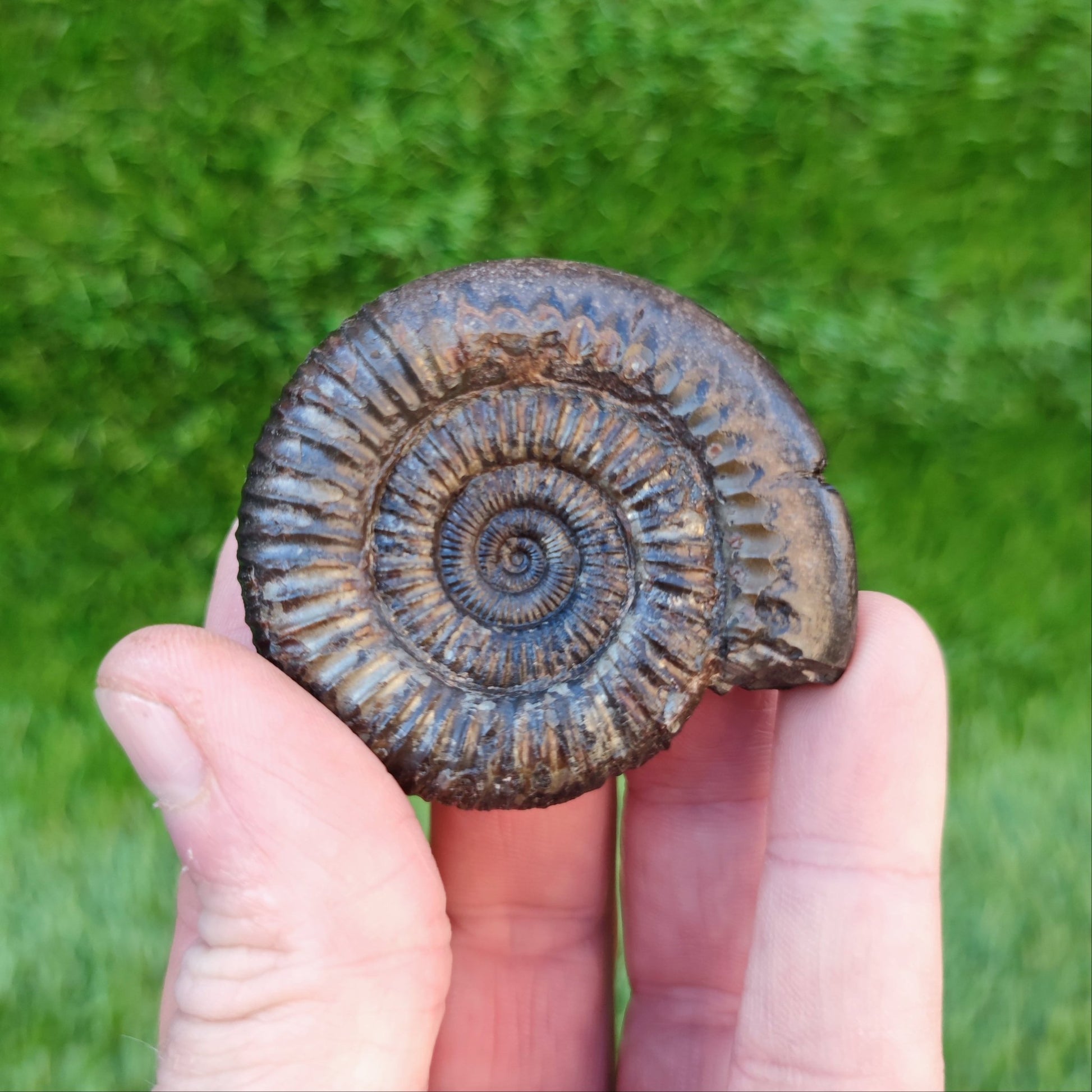 Dactylioceras ammonite North Yorkshire fossils - North Yorkshire Fossils