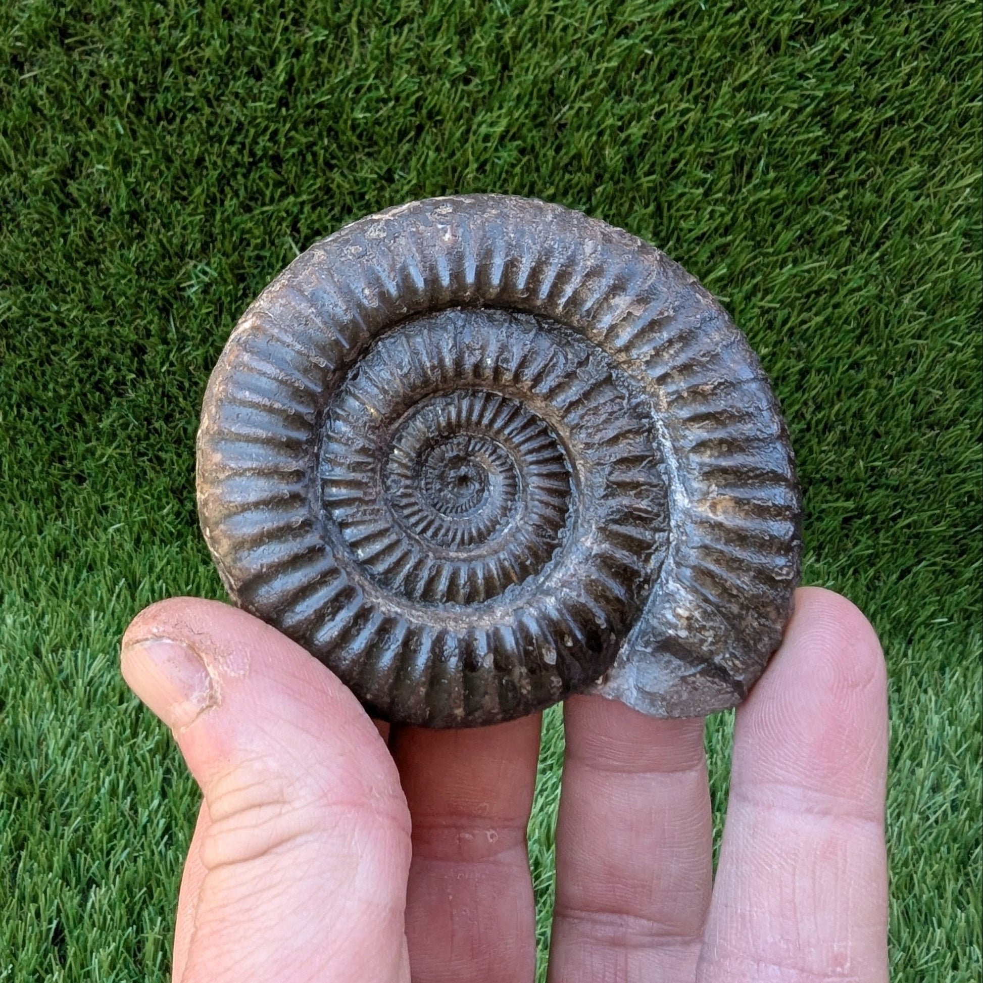 Dactylioceras ammonite North Yorkshire fossils - North Yorkshire Fossils