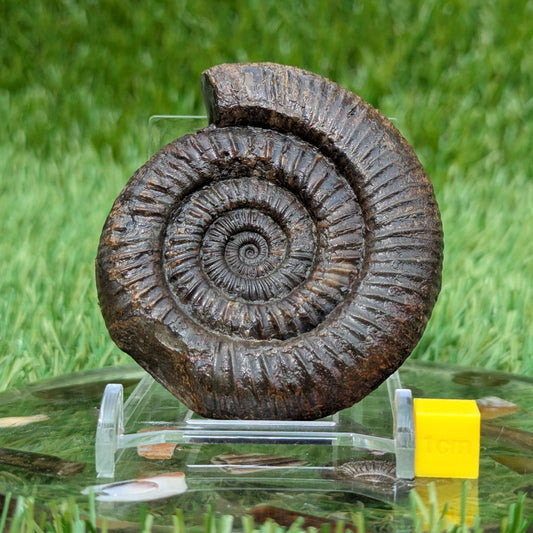 Dactylioceras ammonite North Yorkshire fossils - North Yorkshire Fossils