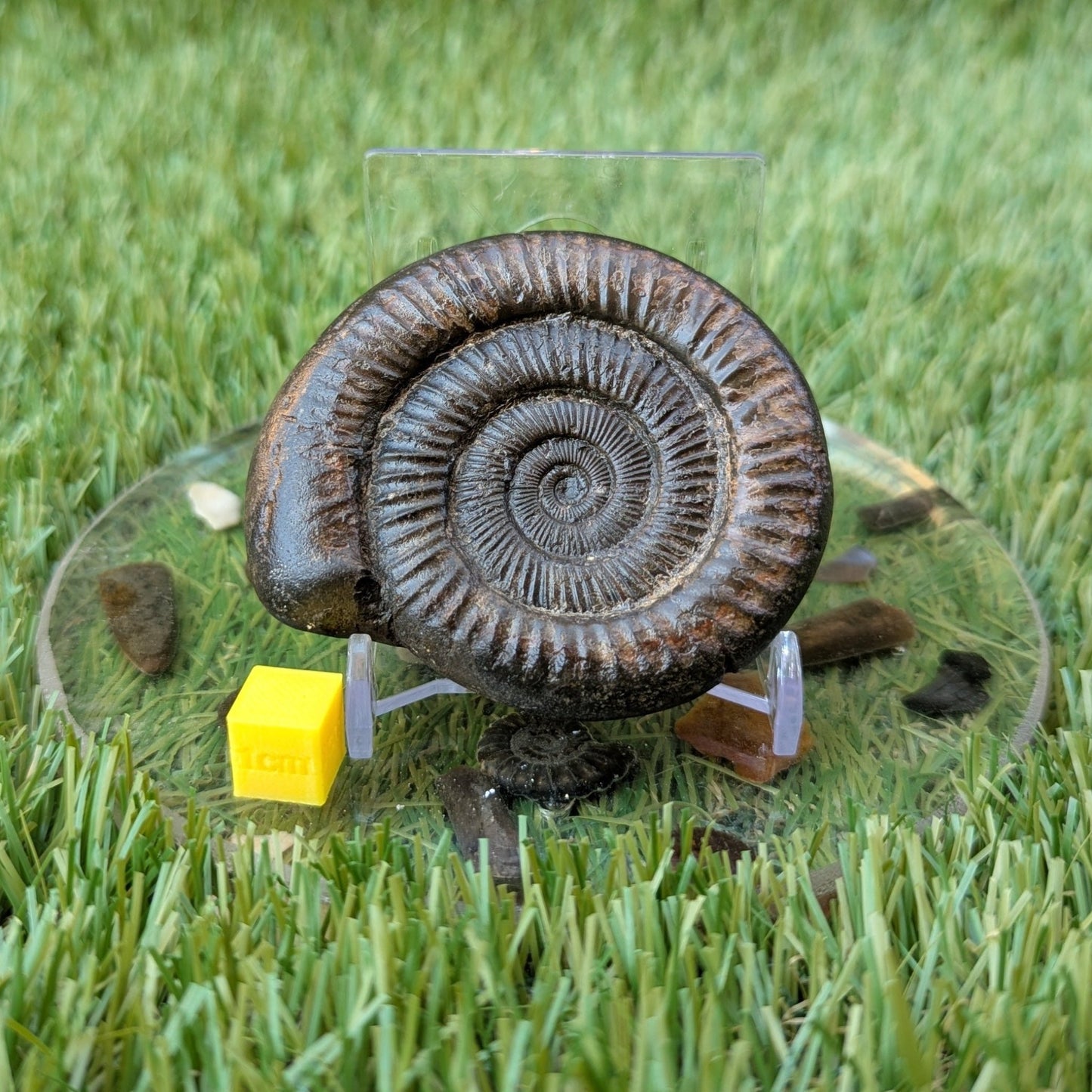 Dactylioceras ammonite North Yorkshire fossils - North Yorkshire Fossils