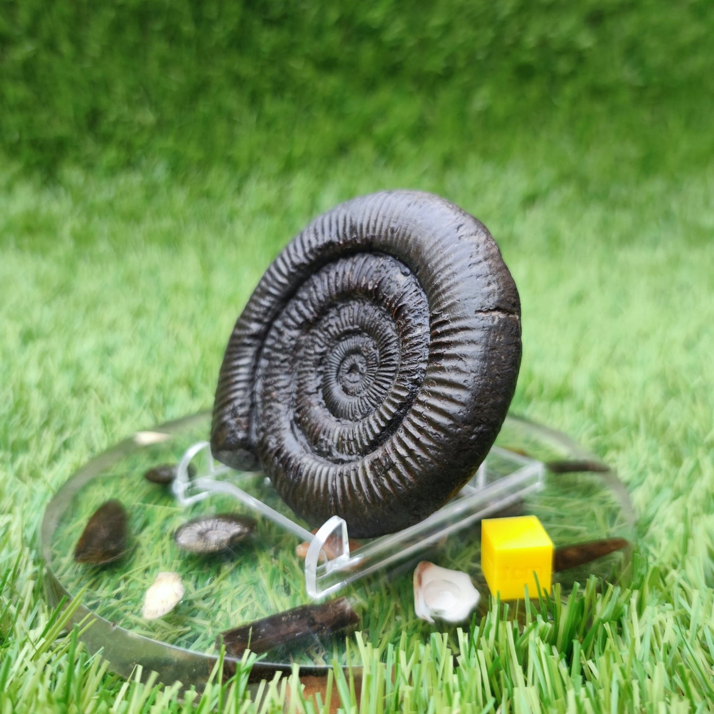 Dactylioceras ammonite North Yorkshire fossils - North Yorkshire Fossils
