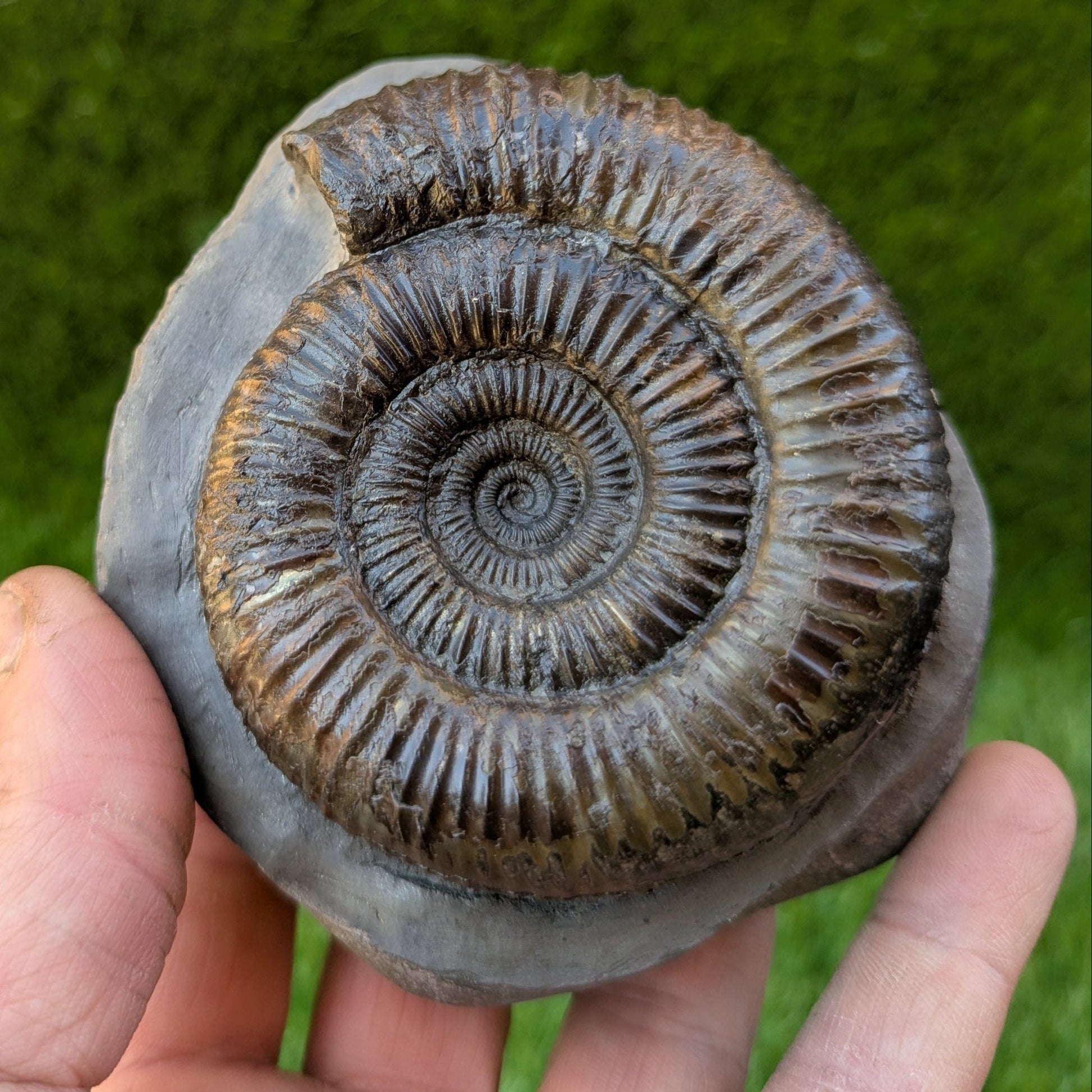 Dactylioceras ammonite North Yorkshire fossils - North Yorkshire Fossils