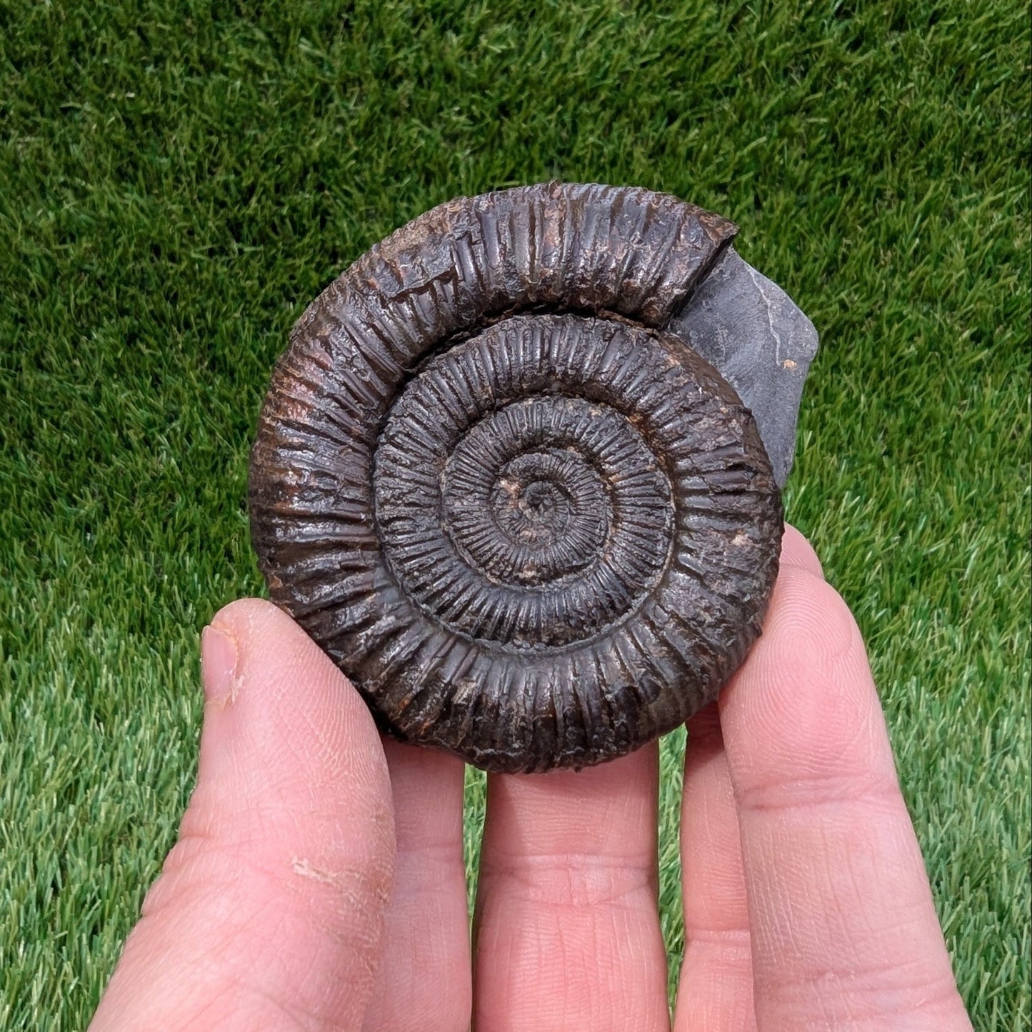 Dactylioceras ammonite North Yorkshire fossils - North Yorkshire Fossils