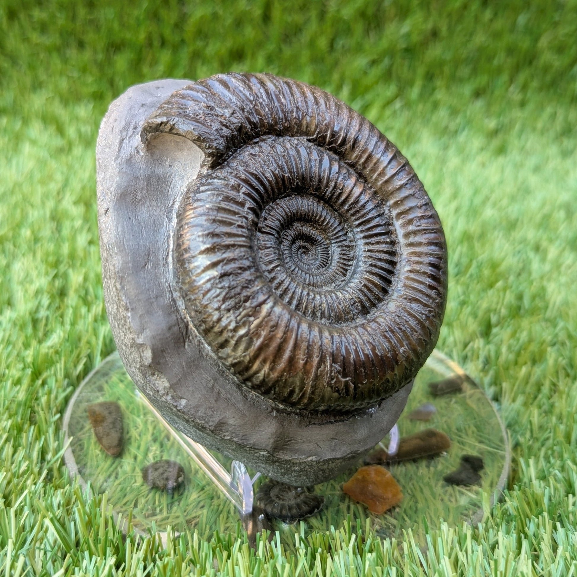 Dactylioceras ammonite North Yorkshire fossils - North Yorkshire Fossils