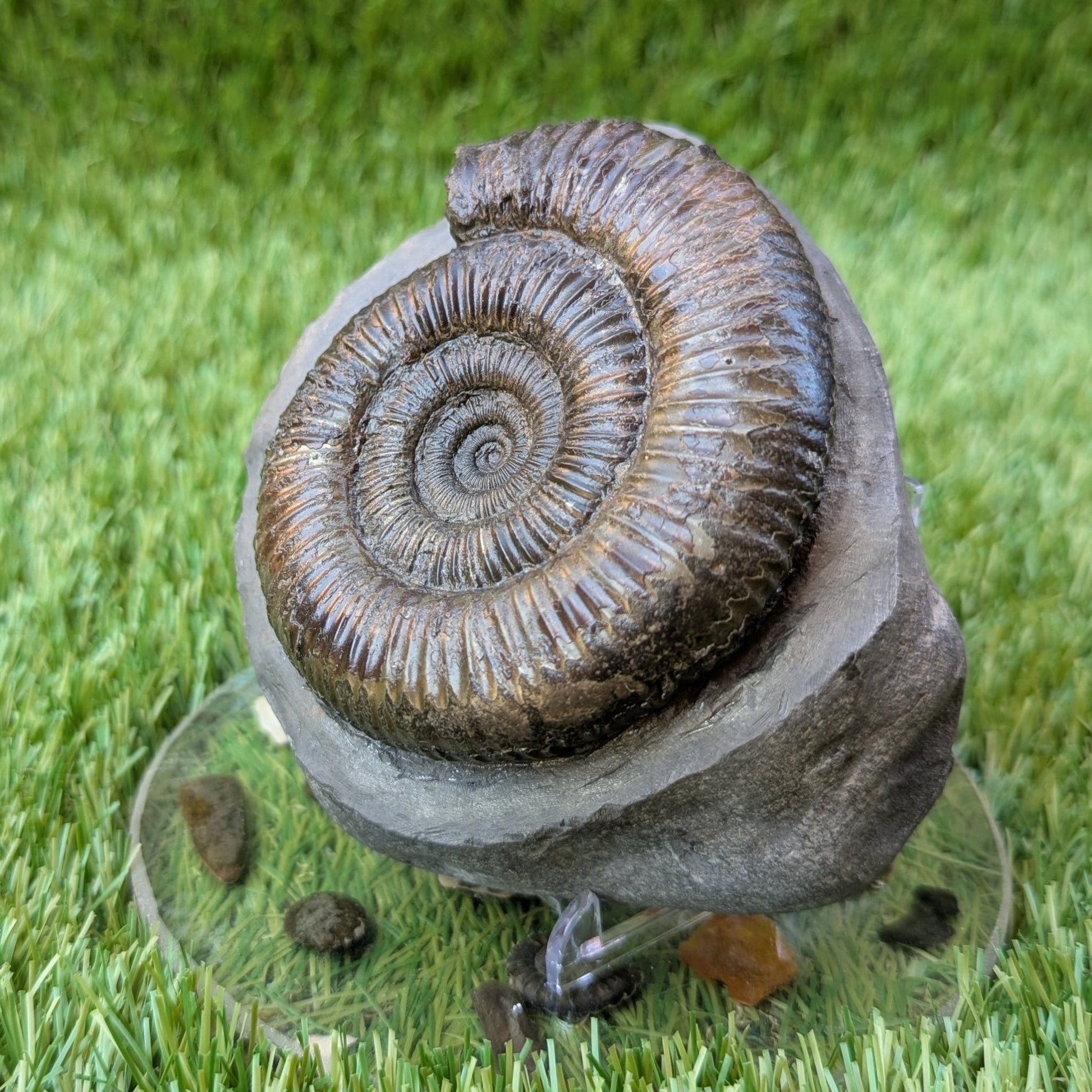 Dactylioceras ammonite North Yorkshire fossils - North Yorkshire Fossils