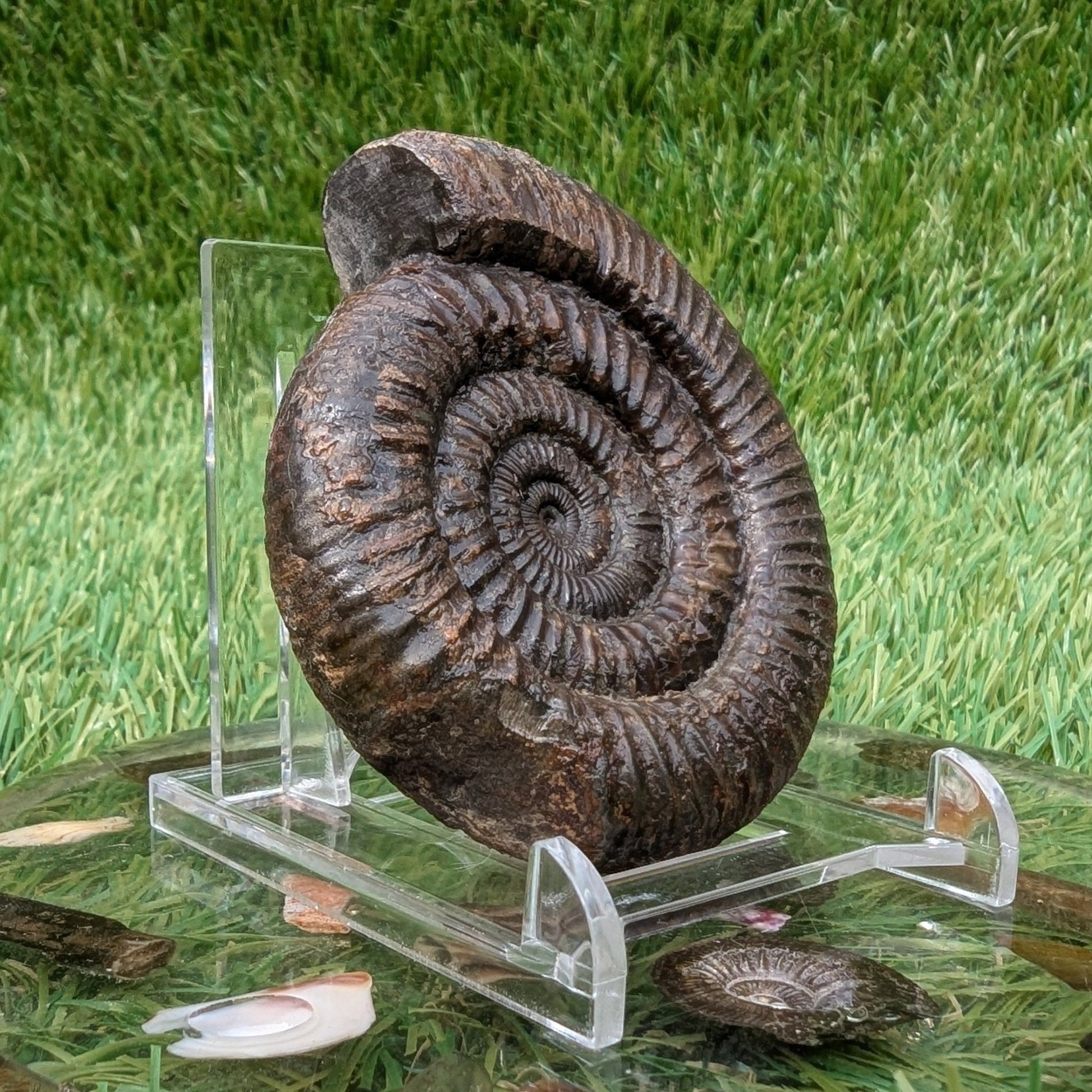 Dactylioceras ammonite North Yorkshire fossils - North Yorkshire Fossils