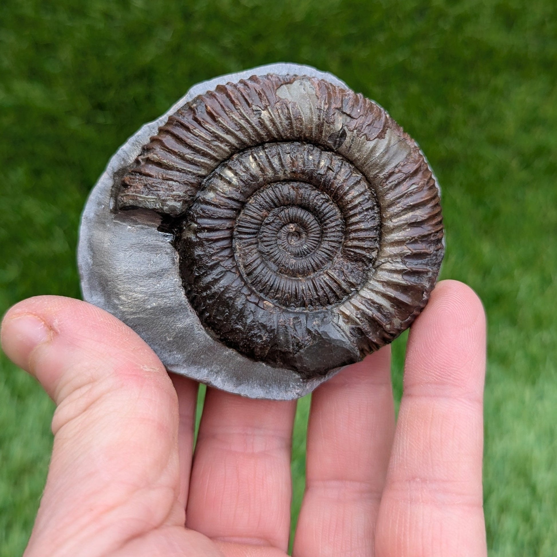 Dactylioceras ammonite North Yorkshire fossils - North Yorkshire Fossils