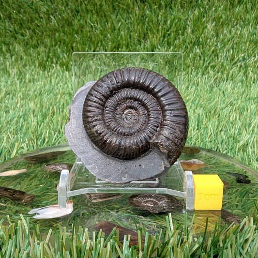 Dactylioceras ammonite North Yorkshire fossils - North Yorkshire Fossils