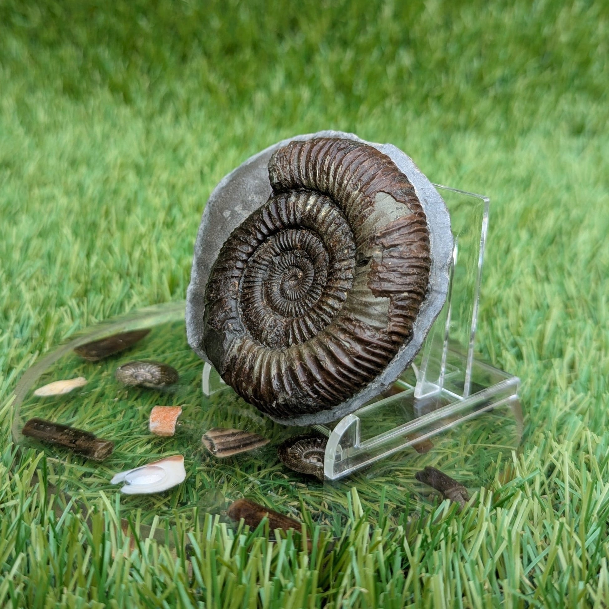 Dactylioceras ammonite North Yorkshire fossils - North Yorkshire Fossils