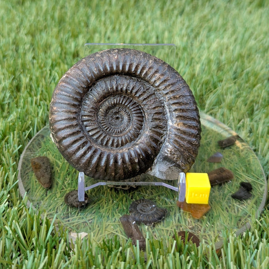 Dactylioceras ammonite North Yorkshire fossils - North Yorkshire Fossils