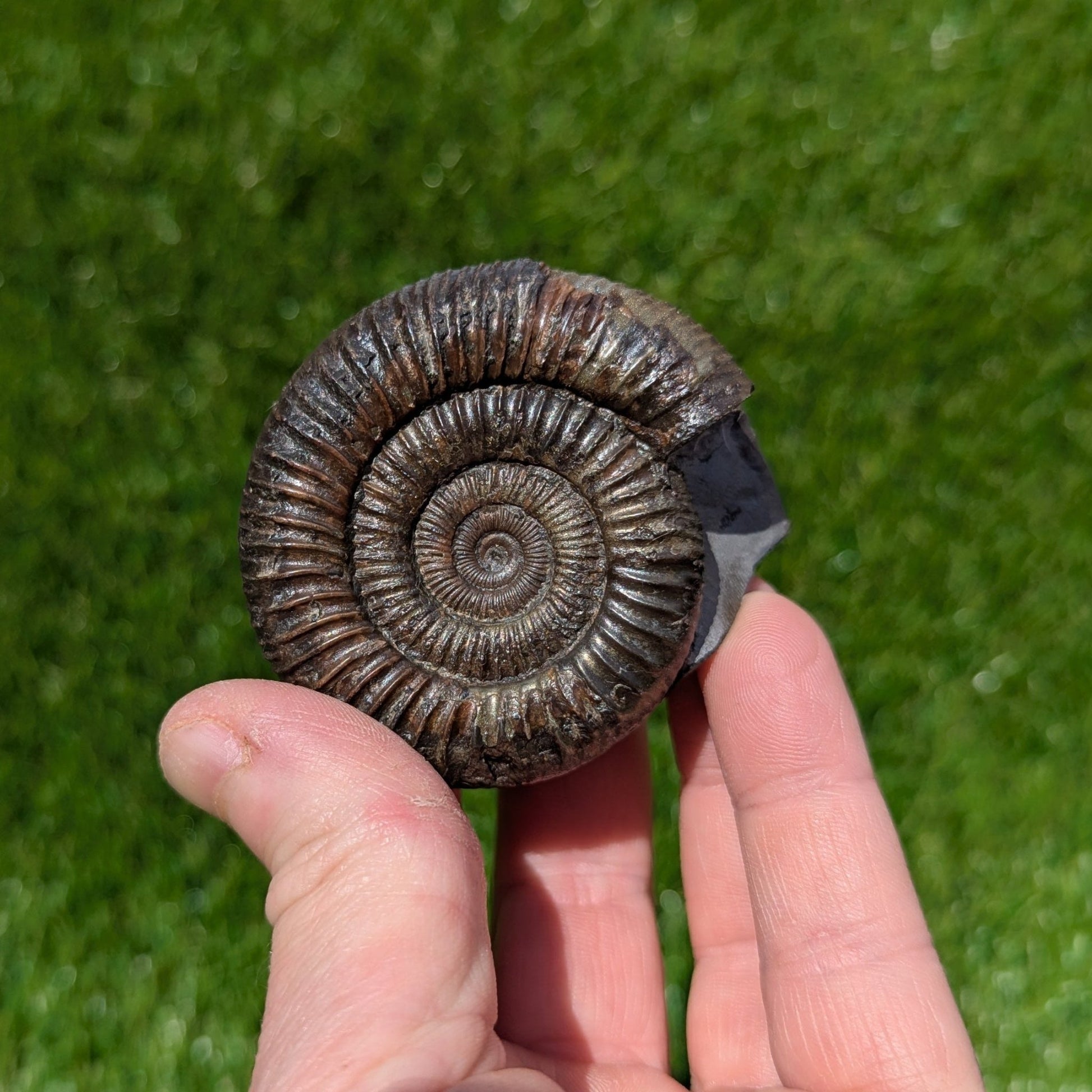 Dactylioceras ammonite North Yorkshire fossils - North Yorkshire Fossils