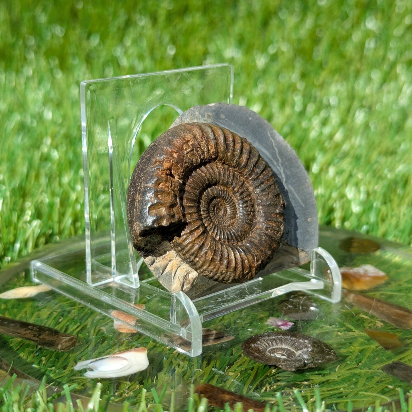Dactylioceras ammonite North Yorkshire fossils - North Yorkshire Fossils