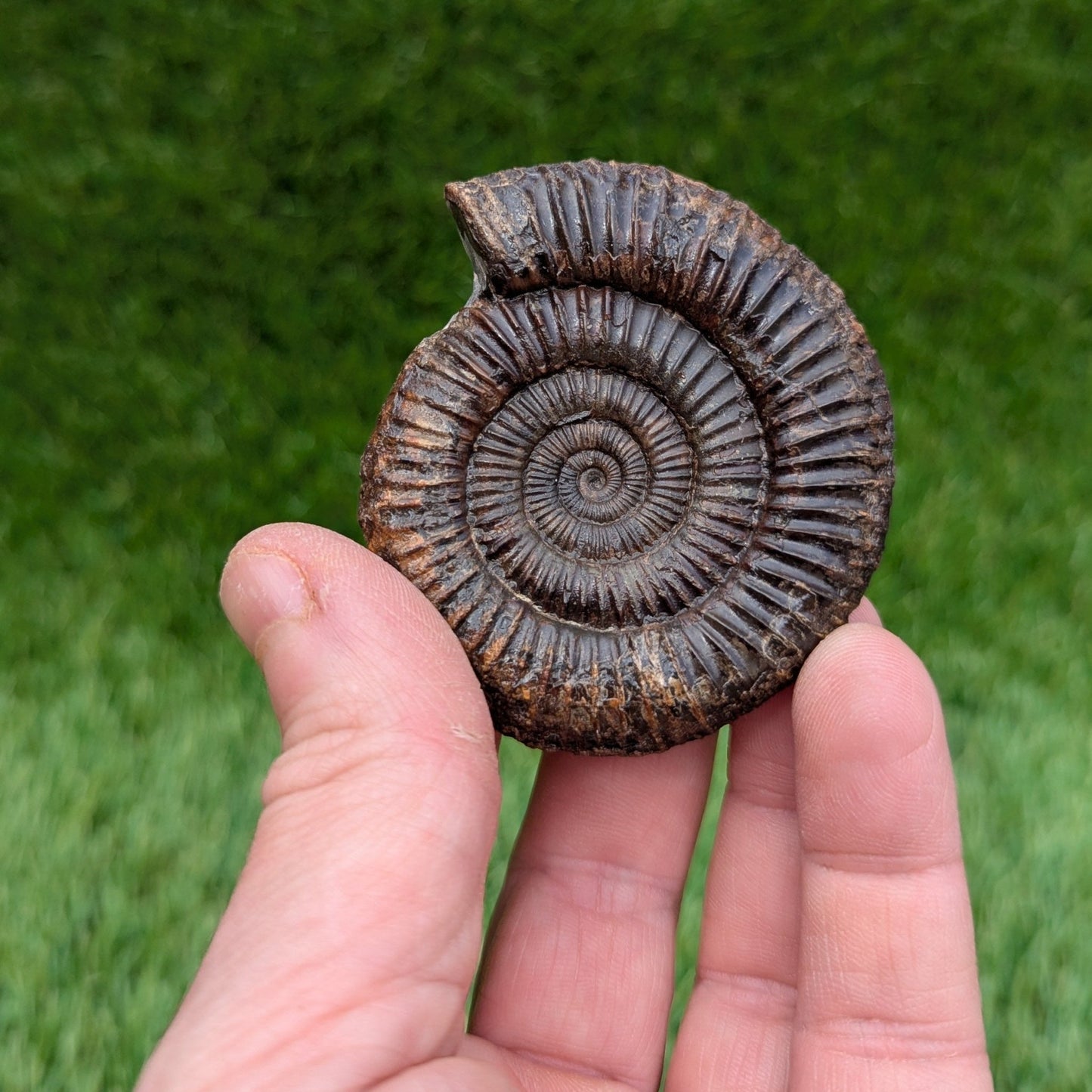 Dactylioceras ammonite North Yorkshire fossils - North Yorkshire Fossils