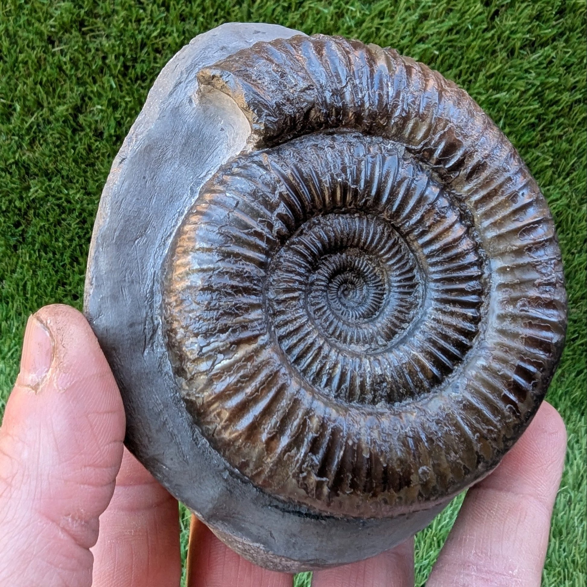 Dactylioceras ammonite North Yorkshire fossils - North Yorkshire Fossils
