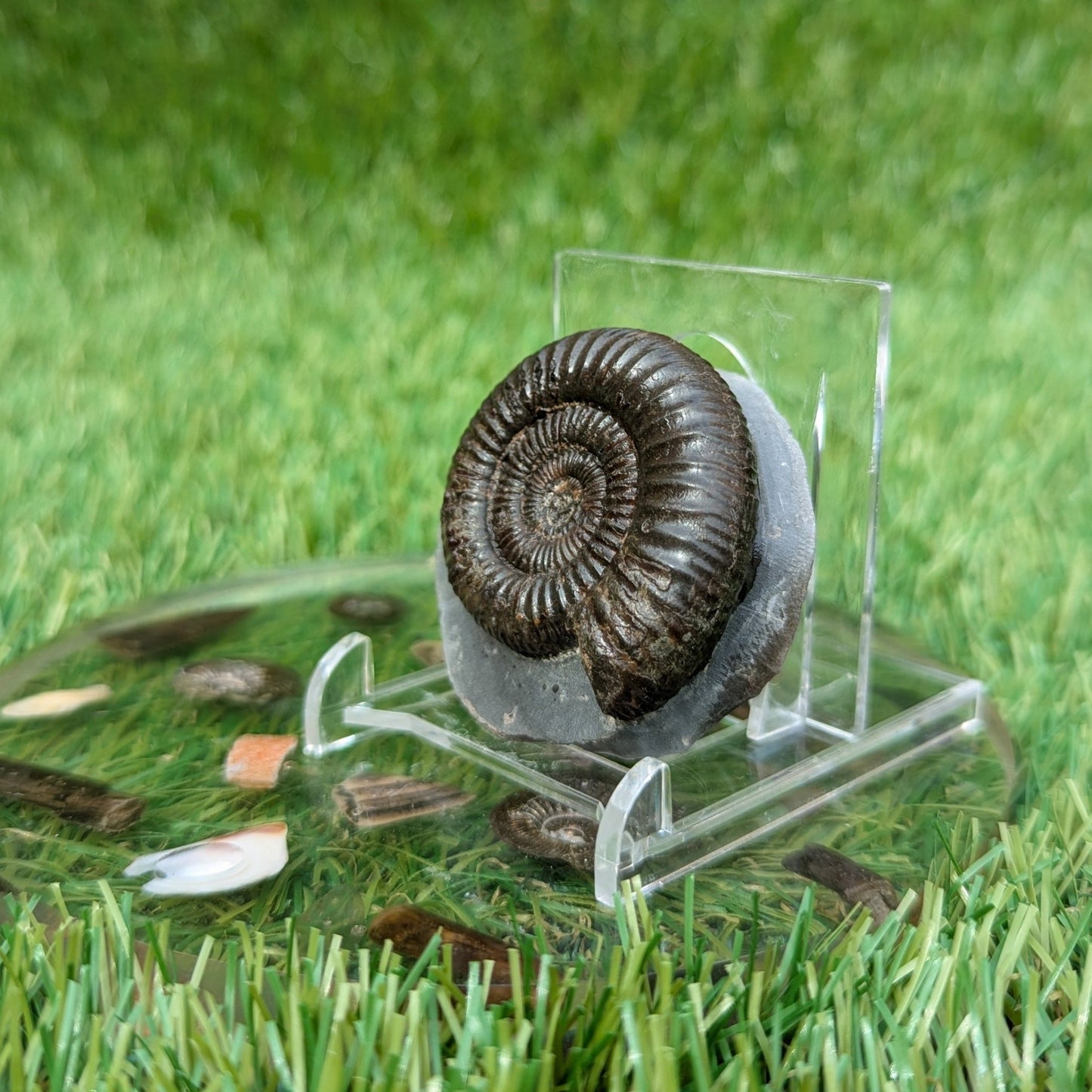 Dactylioceras ammonite North Yorkshire fossils - North Yorkshire Fossils