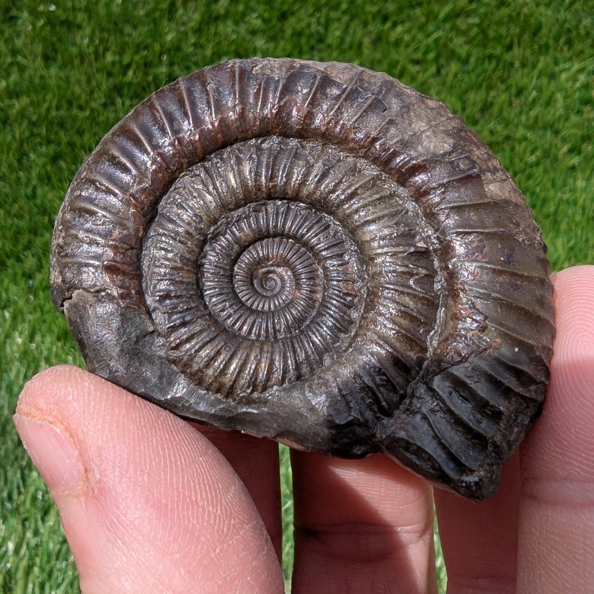 Dactylioceras ammonite North Yorkshire fossils - North Yorkshire Fossils