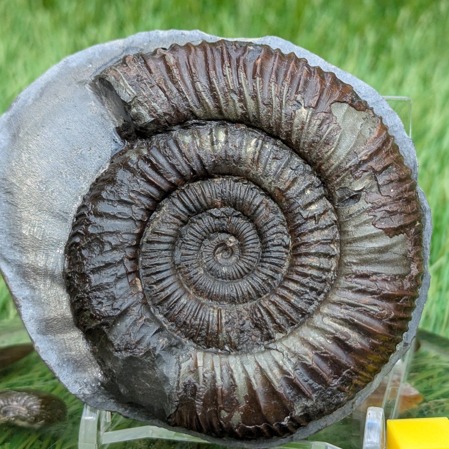 Dactylioceras ammonite North Yorkshire fossils - North Yorkshire Fossils