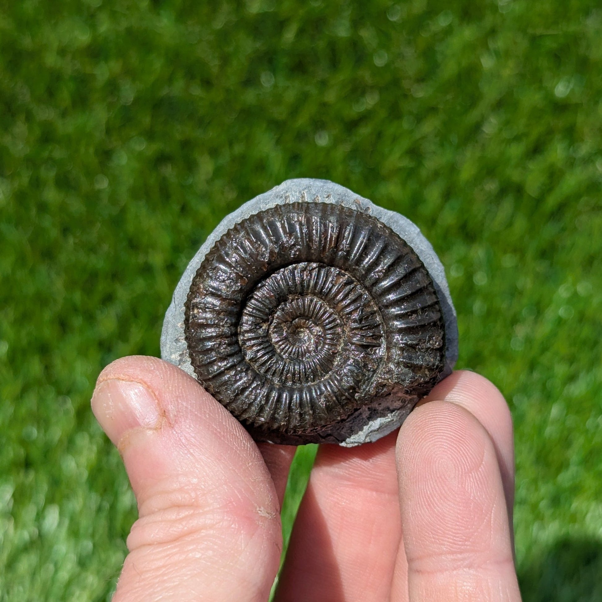Dactylioceras ammonite North Yorkshire fossils - North Yorkshire Fossils