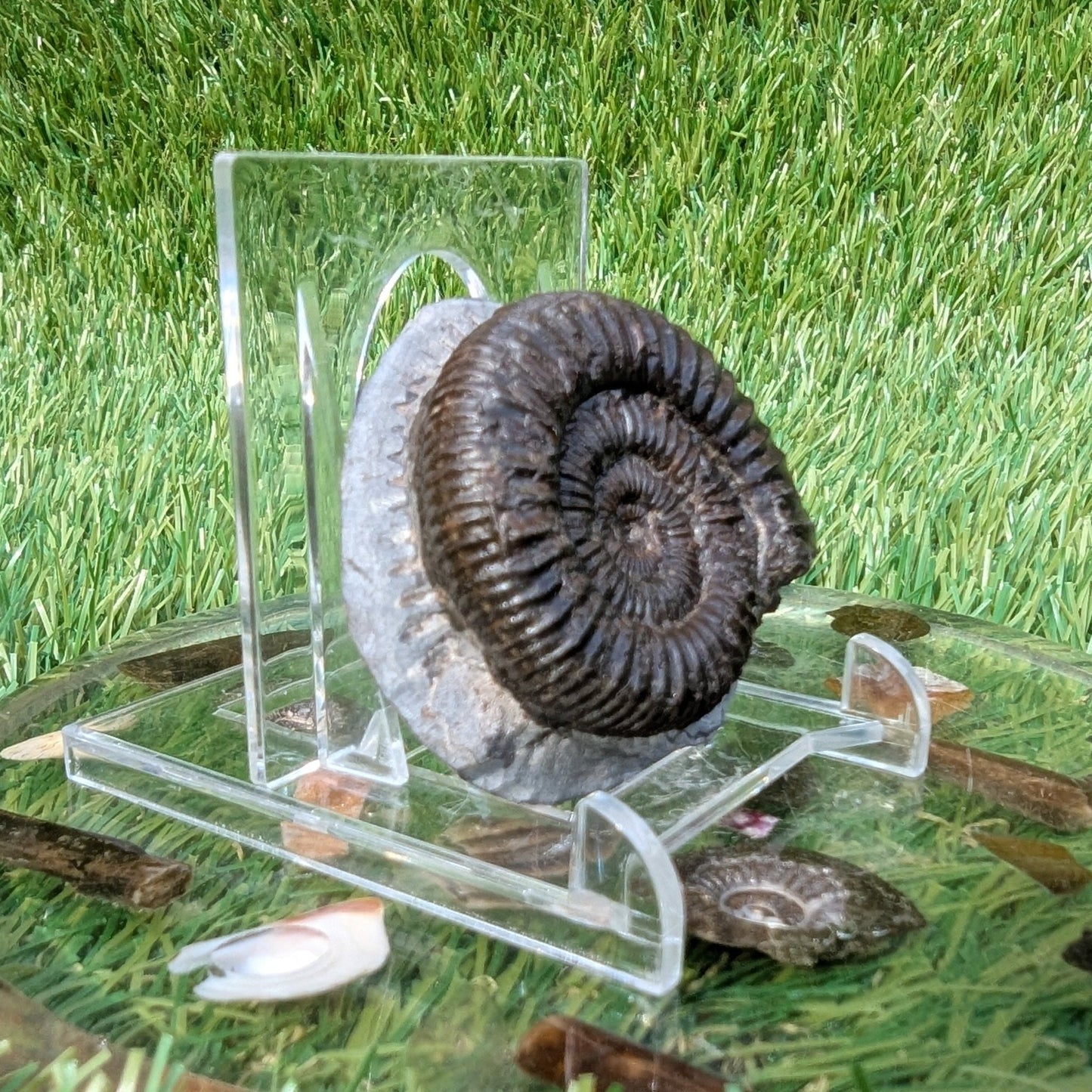 Dactylioceras ammonite North Yorkshire fossils - North Yorkshire Fossils