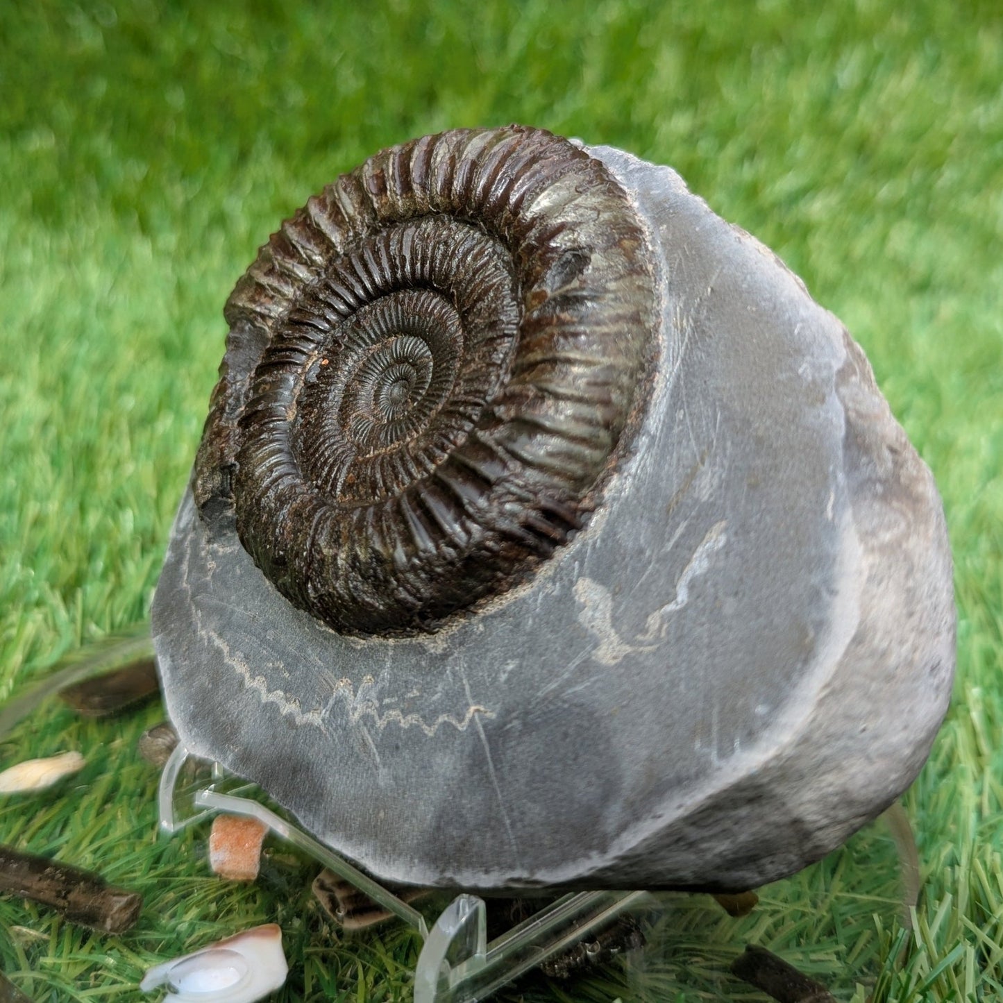 Dactylioceras ammonite North Yorkshire fossils - North Yorkshire Fossils