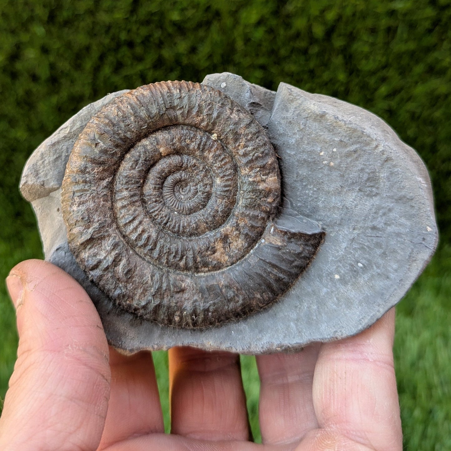 Dactylioceras ammonite North Yorkshire fossils - North Yorkshire Fossils