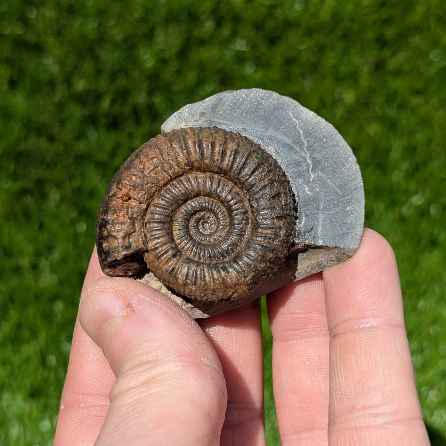 Dactylioceras ammonite North Yorkshire fossils - North Yorkshire Fossils