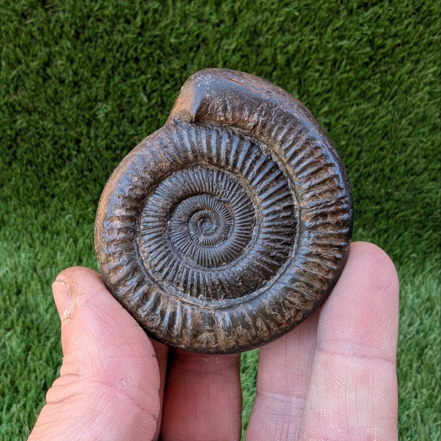 Dactylioceras ammonite North Yorkshire fossils - North Yorkshire Fossils