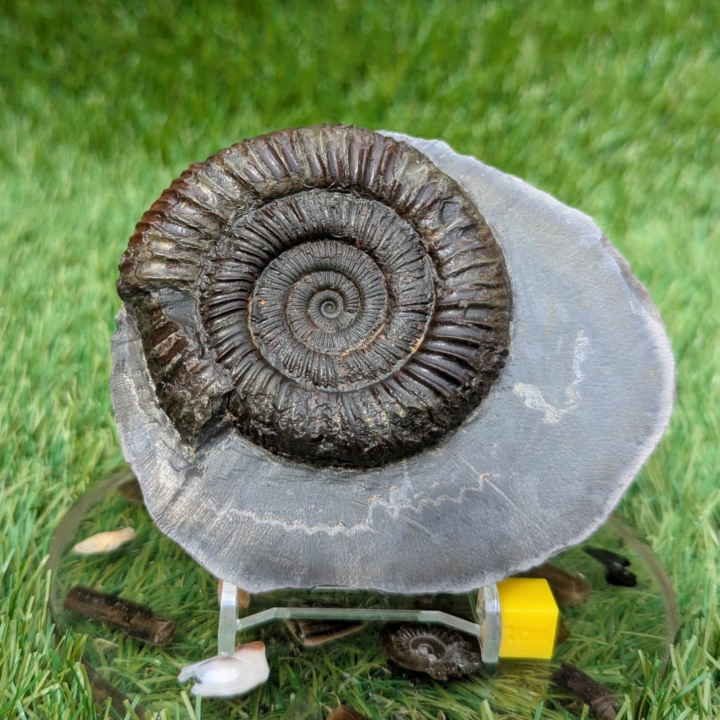 Dactylioceras ammonite North Yorkshire fossils - North Yorkshire Fossils
