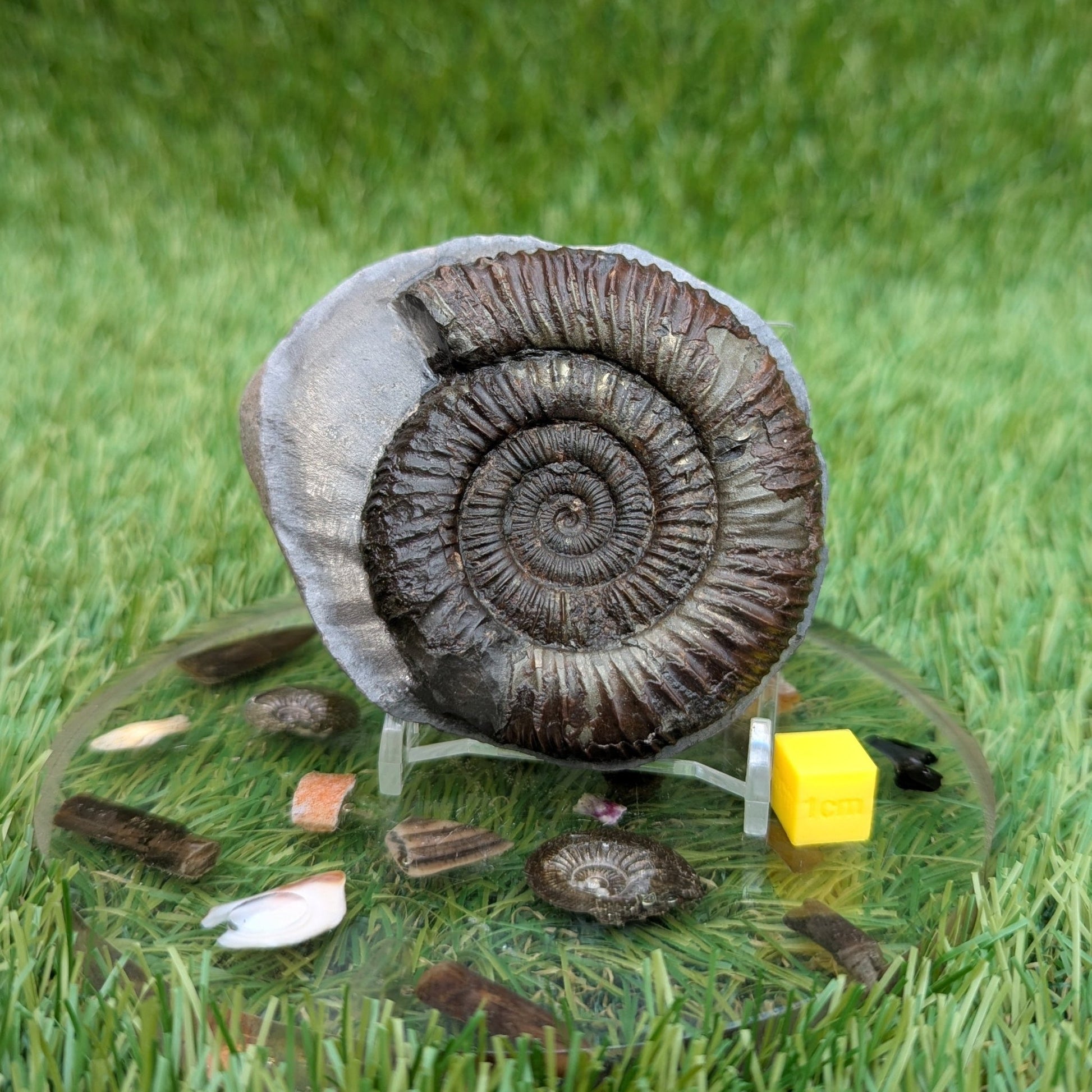Dactylioceras ammonite North Yorkshire fossils - North Yorkshire Fossils