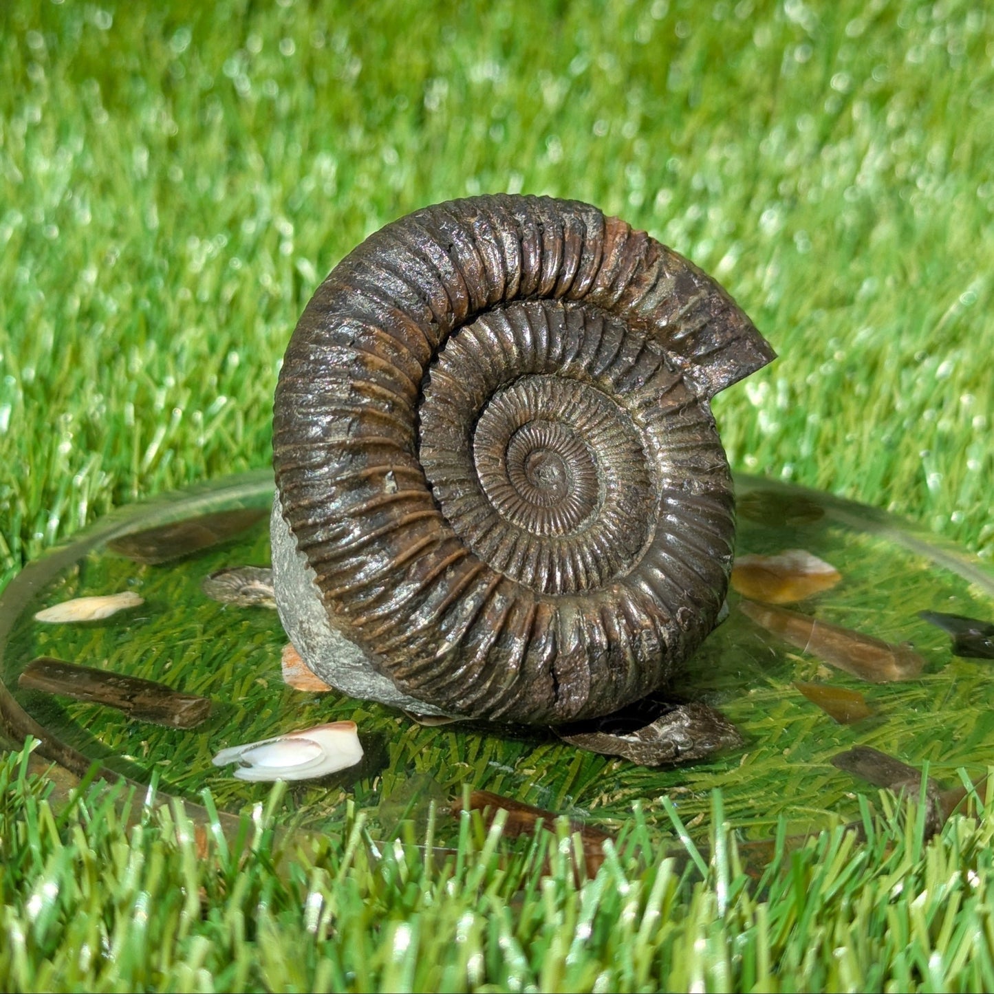 Dactylioceras ammonite North Yorkshire fossils - North Yorkshire Fossils
