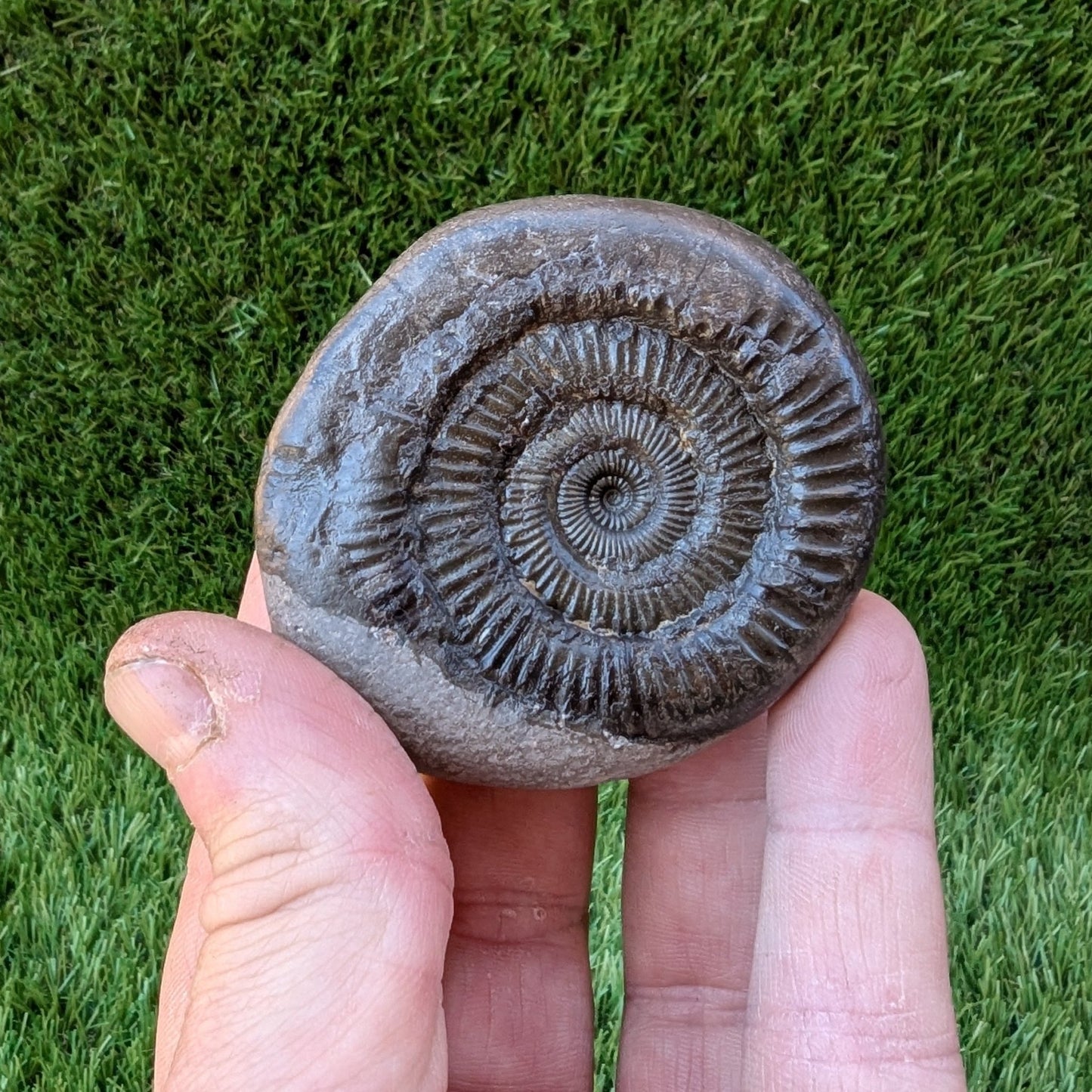 Dactylioceras ammonite North Yorkshire fossils - North Yorkshire Fossils