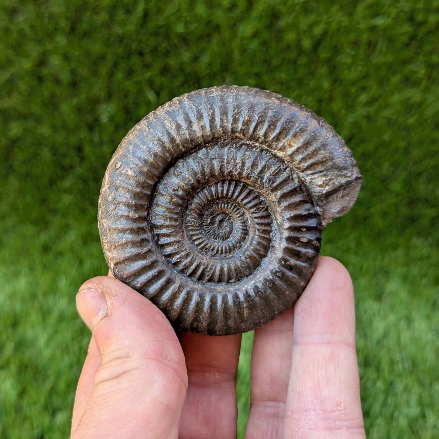 Dactylioceras ammonite North Yorkshire fossils - North Yorkshire Fossils