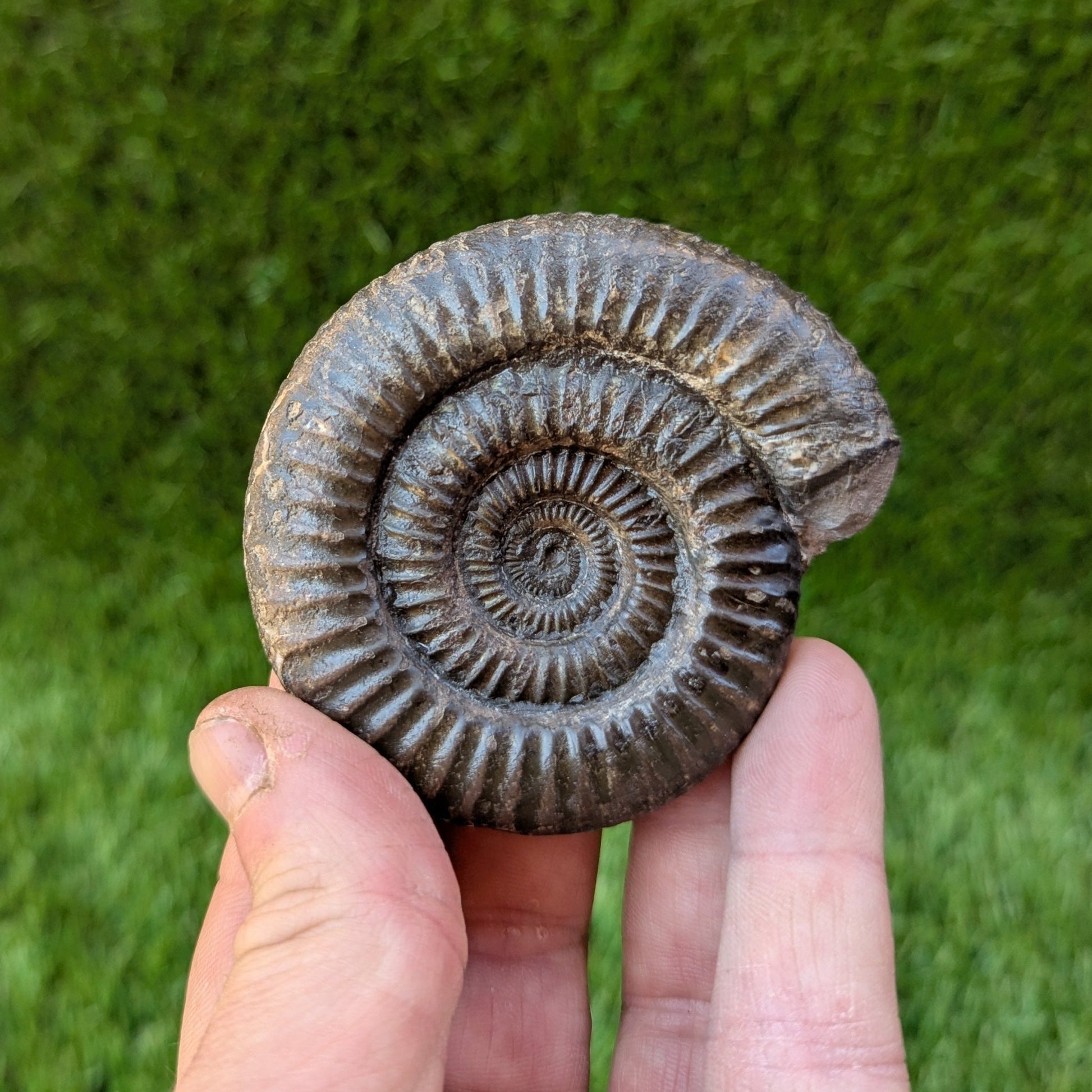 Dactylioceras ammonite North Yorkshire fossils - North Yorkshire Fossils