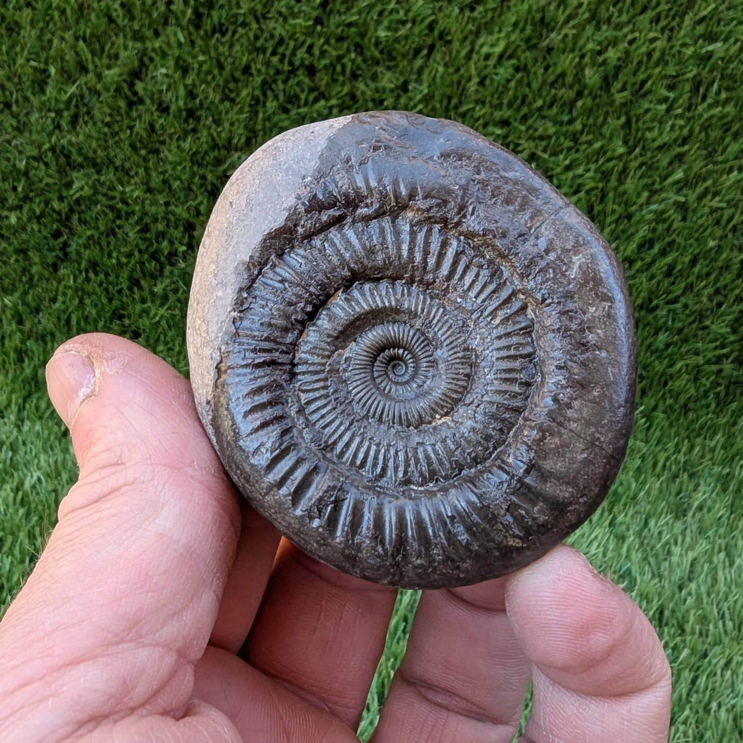 Dactylioceras ammonite North Yorkshire fossils - North Yorkshire Fossils