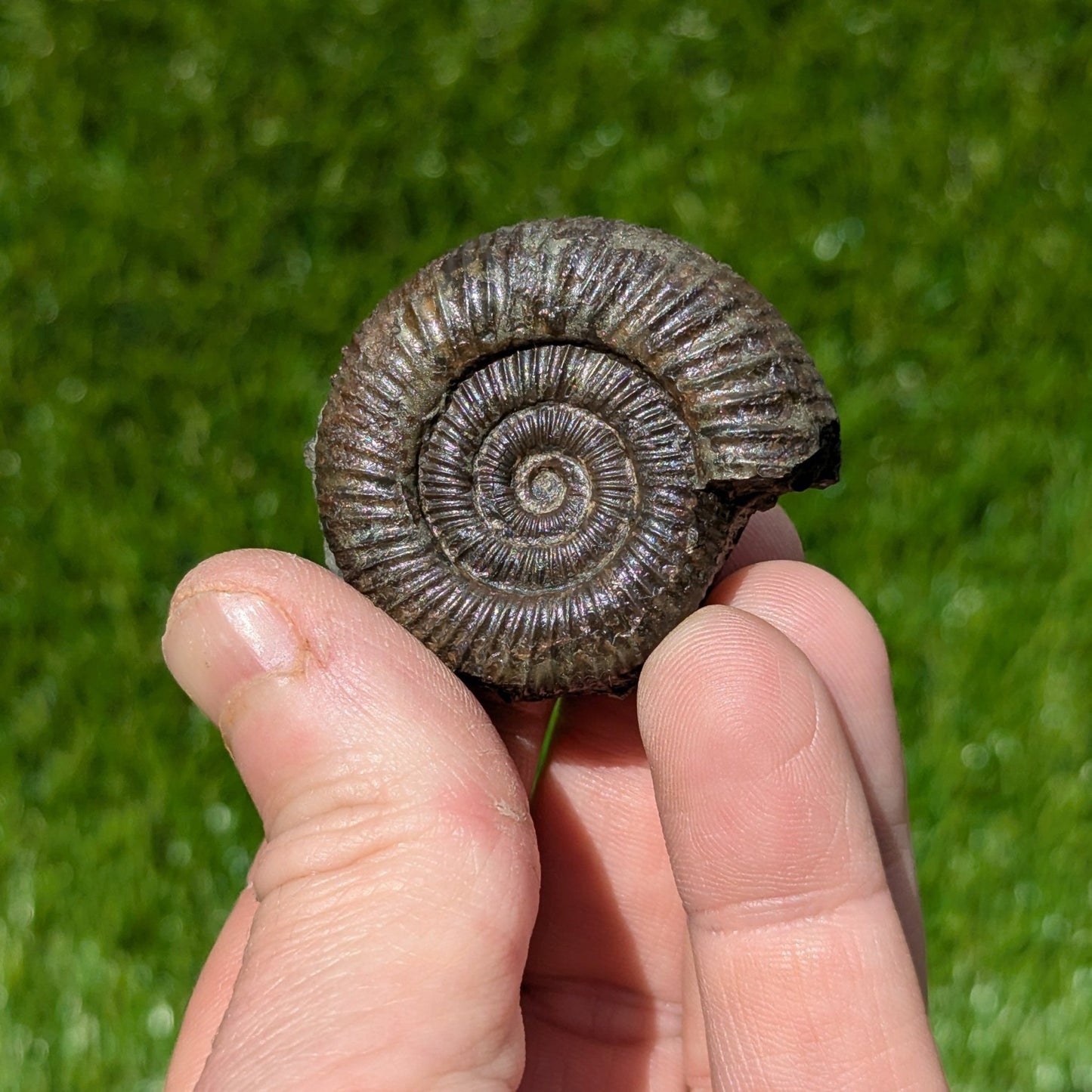 Dactylioceras ammonite North Yorkshire fossils - North Yorkshire Fossils